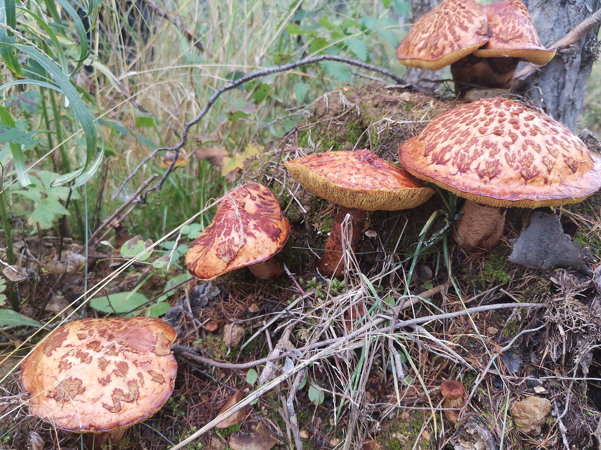 镜达生态农业公司食用菌全产业链一期扩建获原则同意