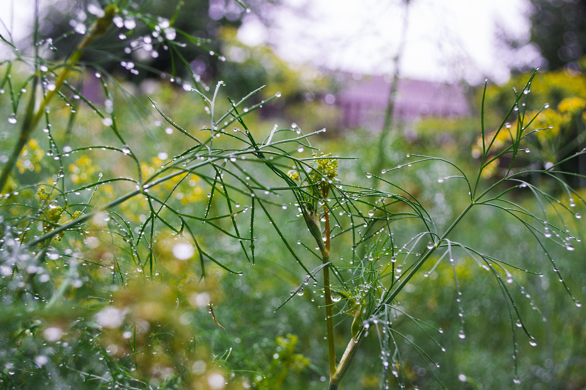 请写一篇春雨绵绵景象的短文