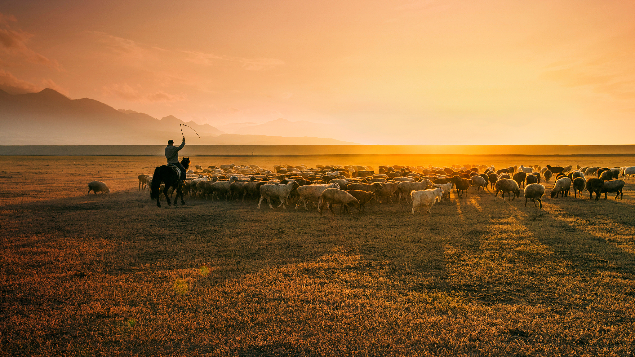 草原放牧策略研究：保护生态环境，促进畜牧业可持续发展