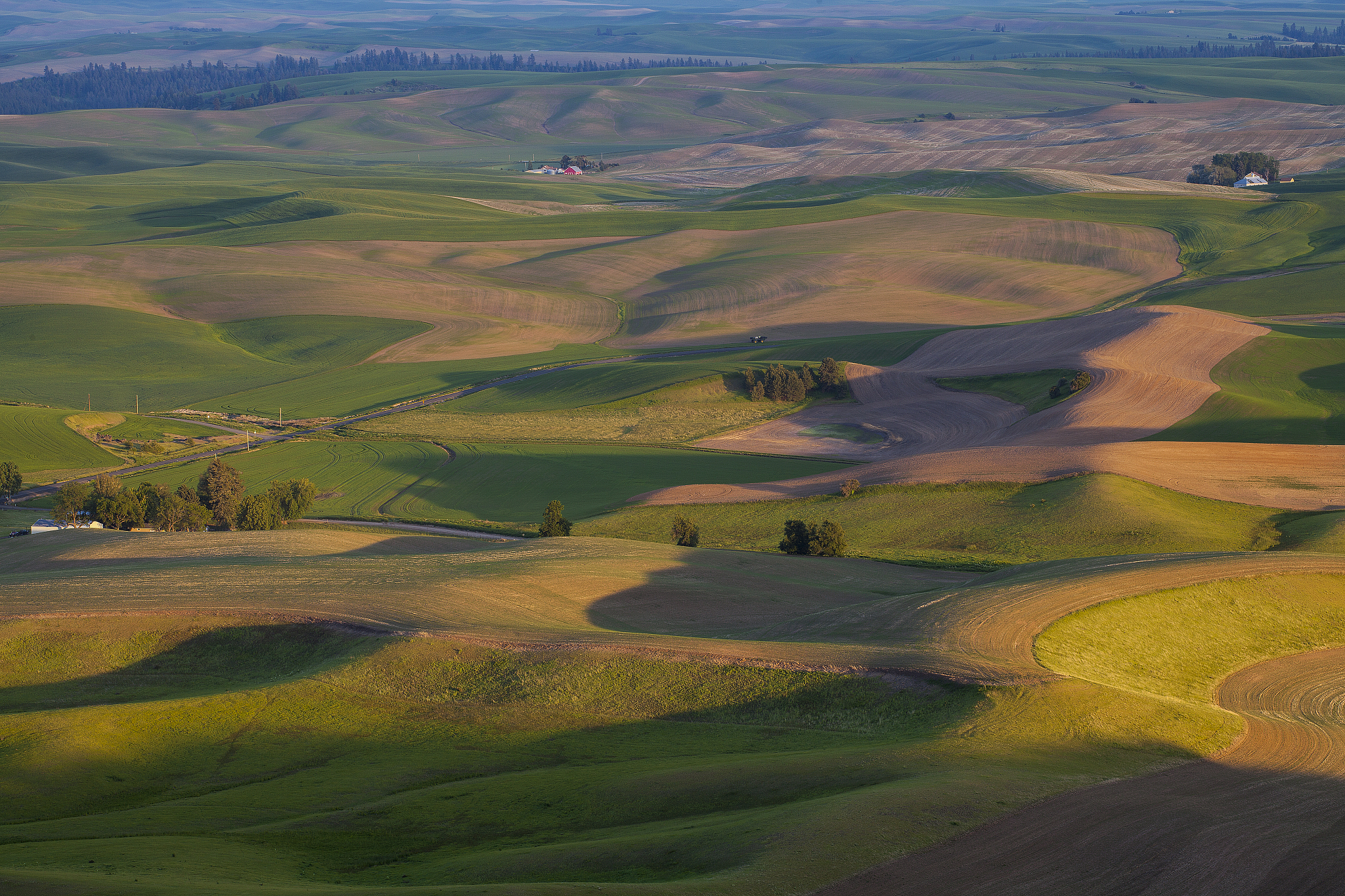 rolling green wheat fields in springtime in the palouse area of 