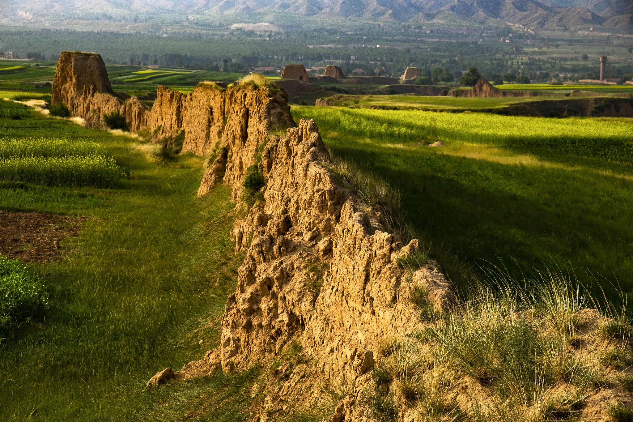 山西省油菜种植现状：面积扩大、产量增长、产业链延伸