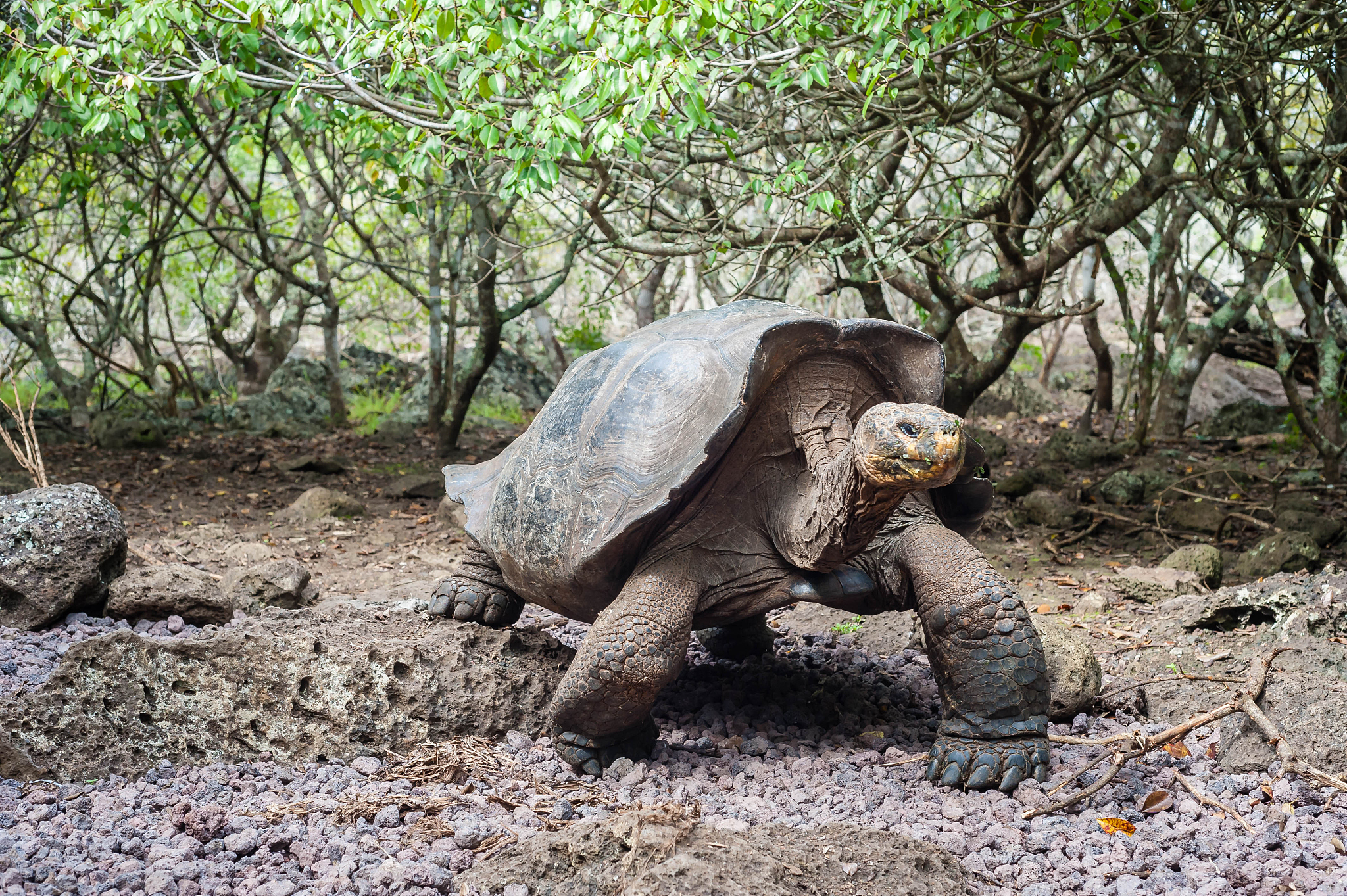 galapagos turtle