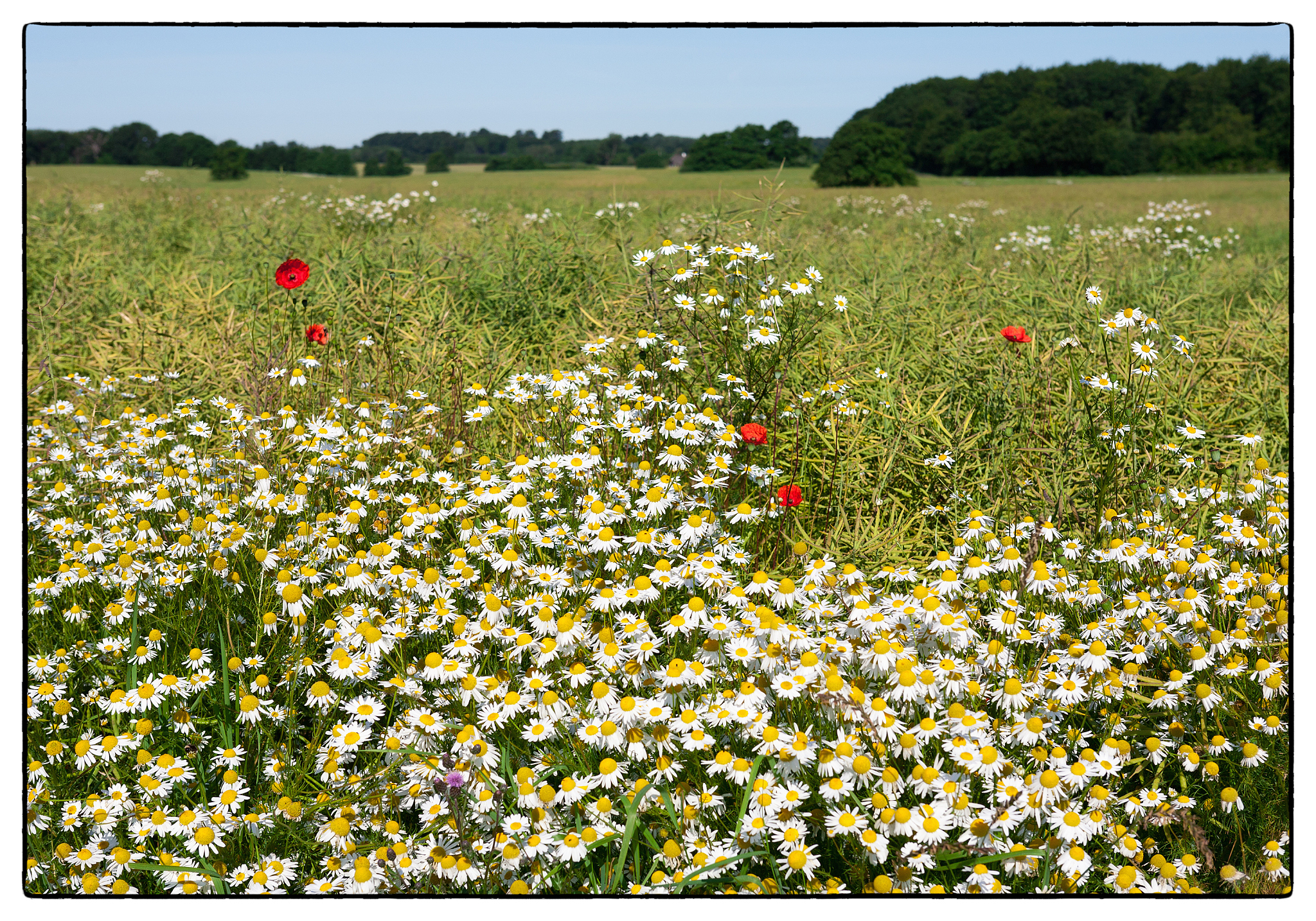 请优化以下论文的前言部分优化得更具有逻辑性和学术性Conventional high-yielding cultivation methods for winter wheat require large fertilizer and water to promote the growth of individual plants Wang et al 2006; Liu et al 2016;