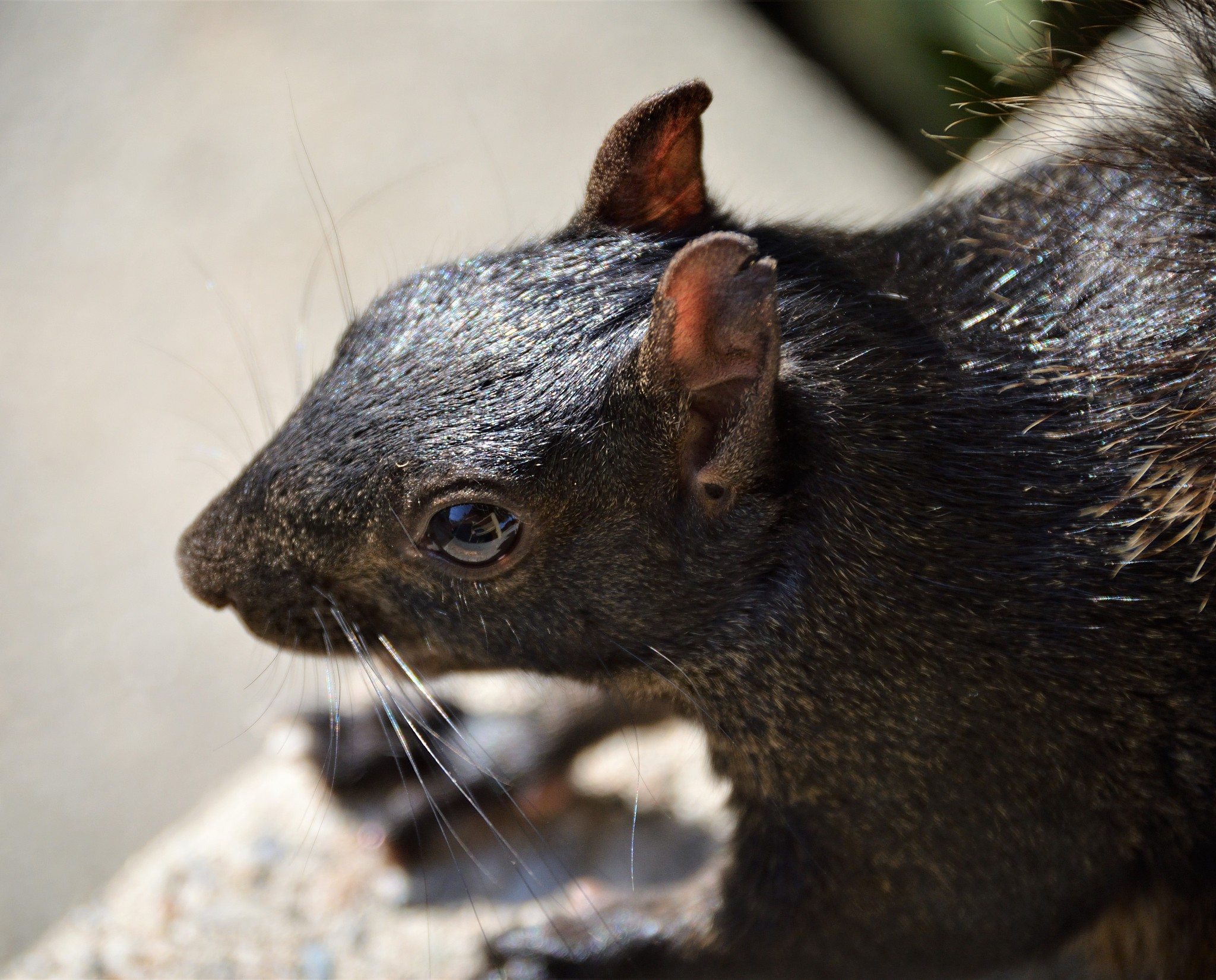 小黑子：常见小型哺乳动物，控制害虫的自然卫士