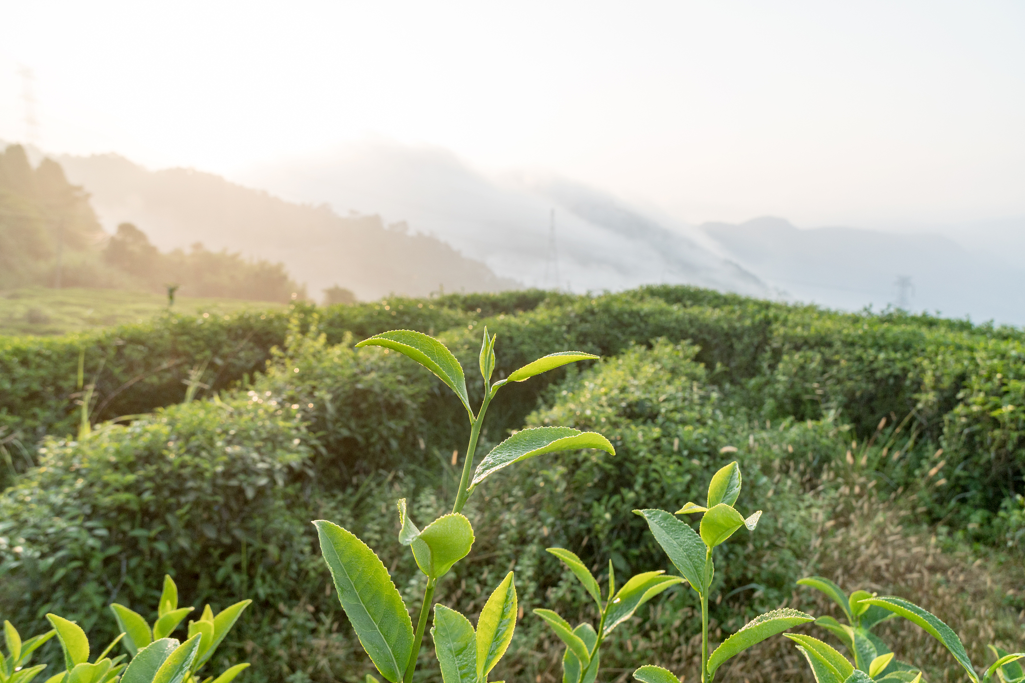 请不少于800汉字的博客文章语言要幽默口语化。主题是：大红袍产地在哪里正宗大红袍原产地在哪里