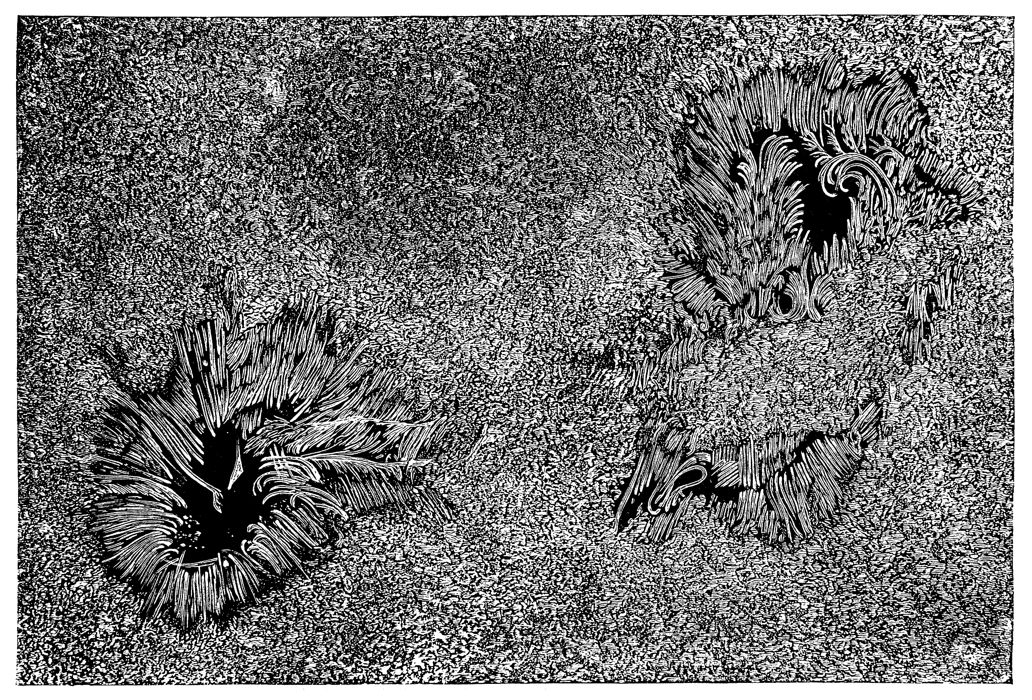 坤坤小黑子是什么东西？