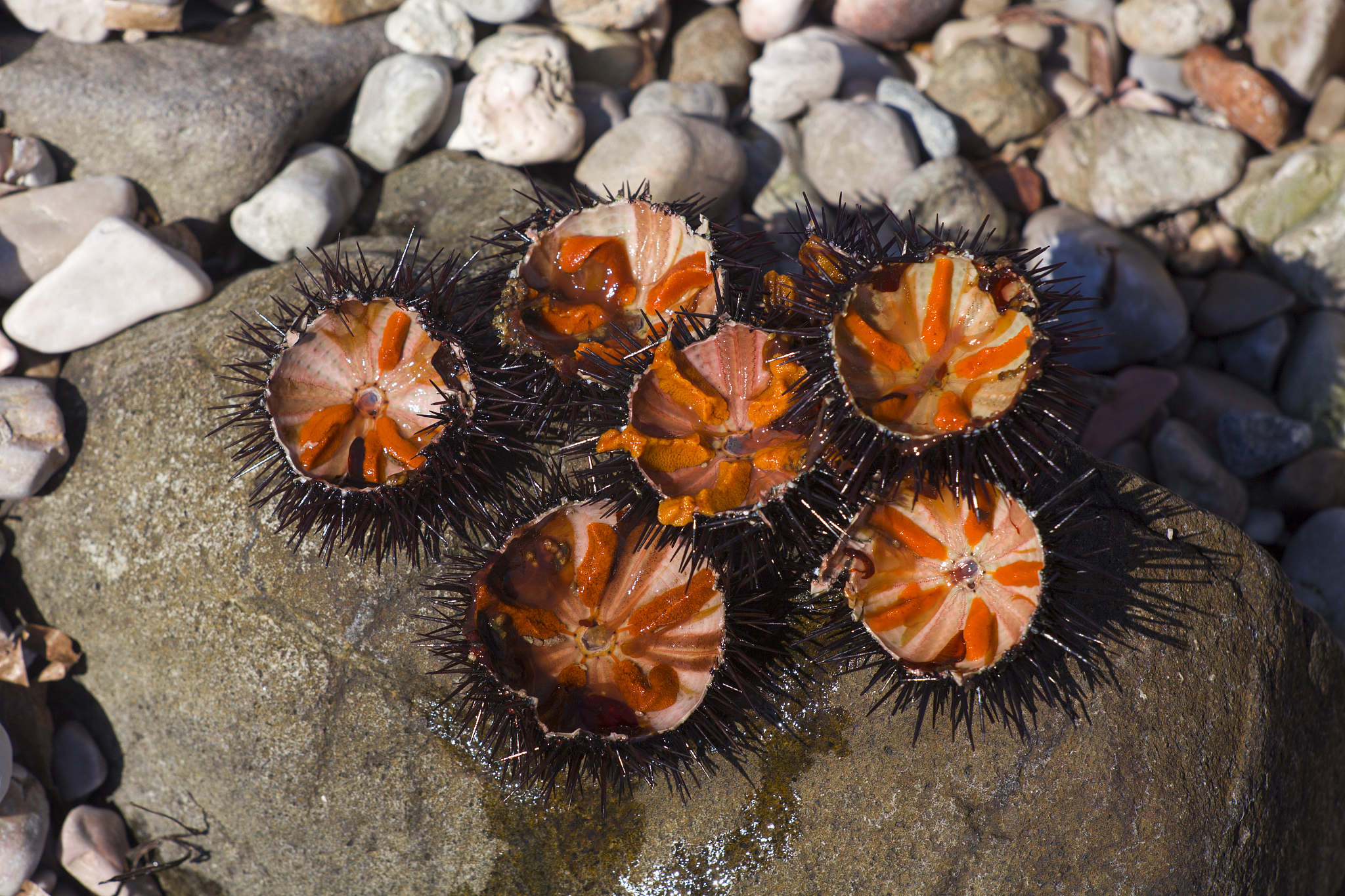 海胆的经济价值：美味、出口、药用和研究
