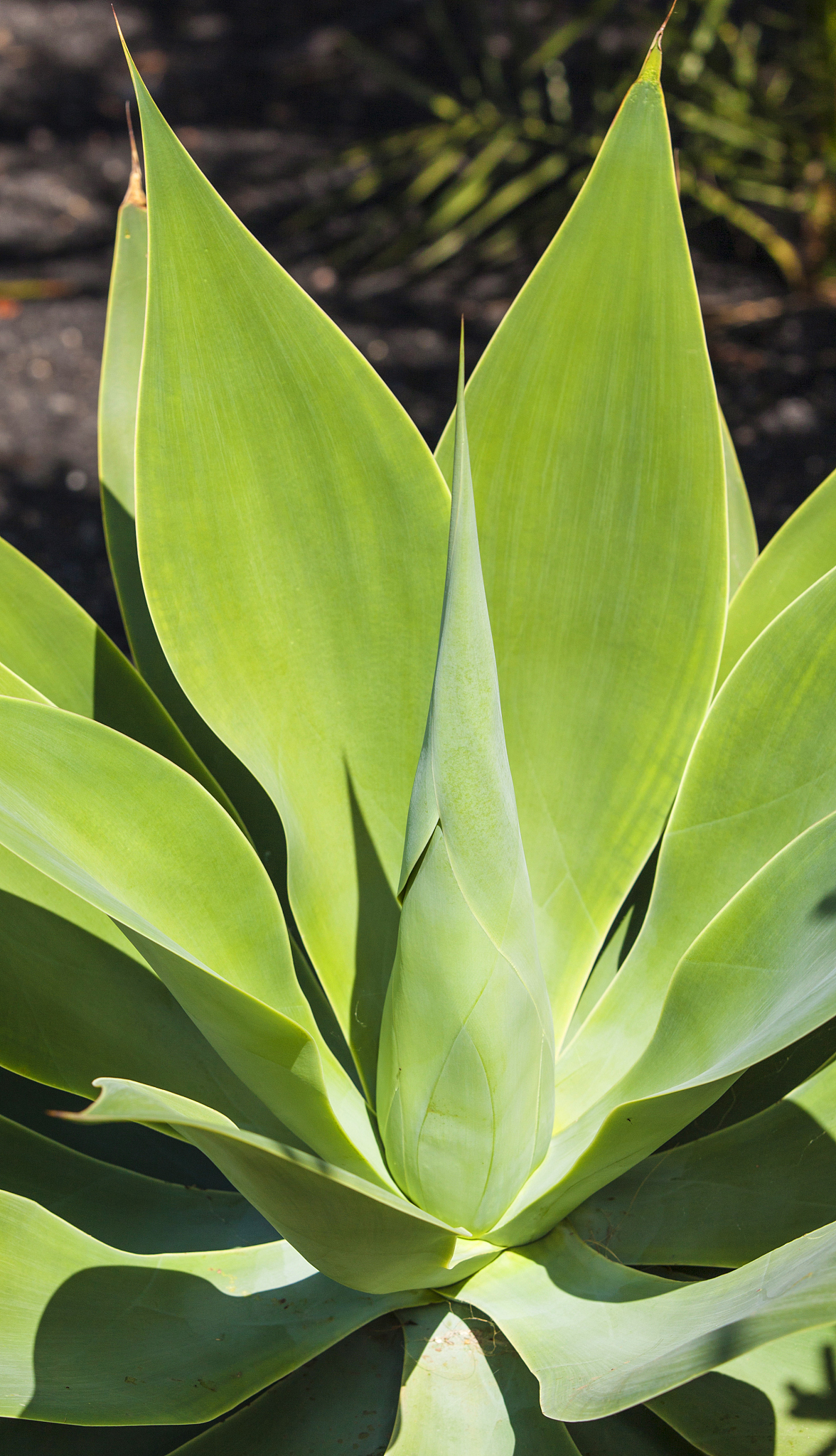 leaves of green agave plant