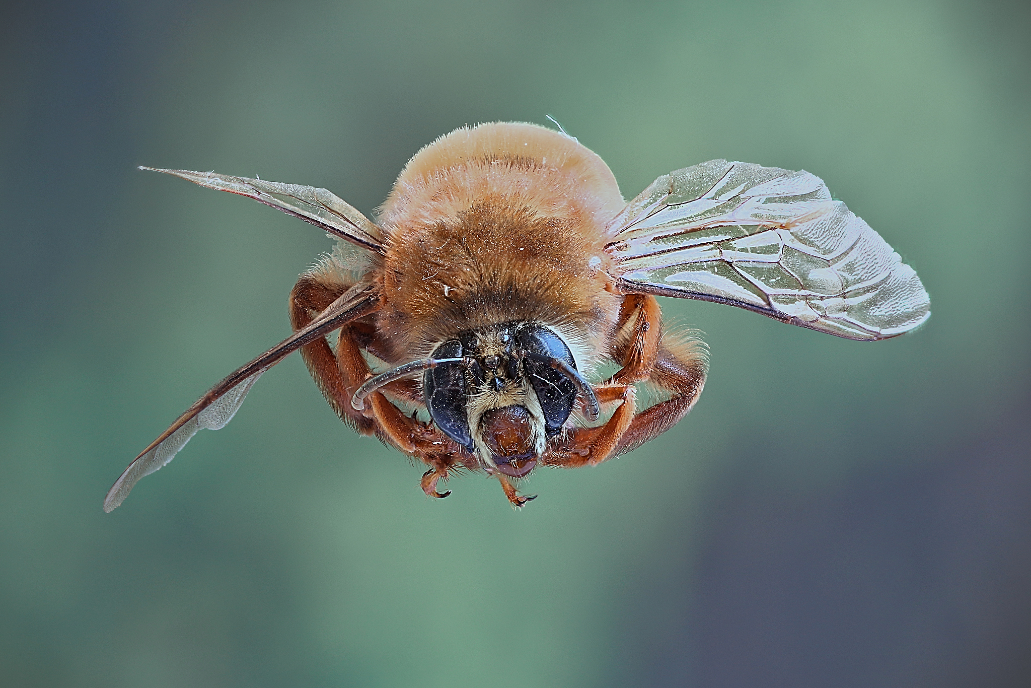 brazilian bee