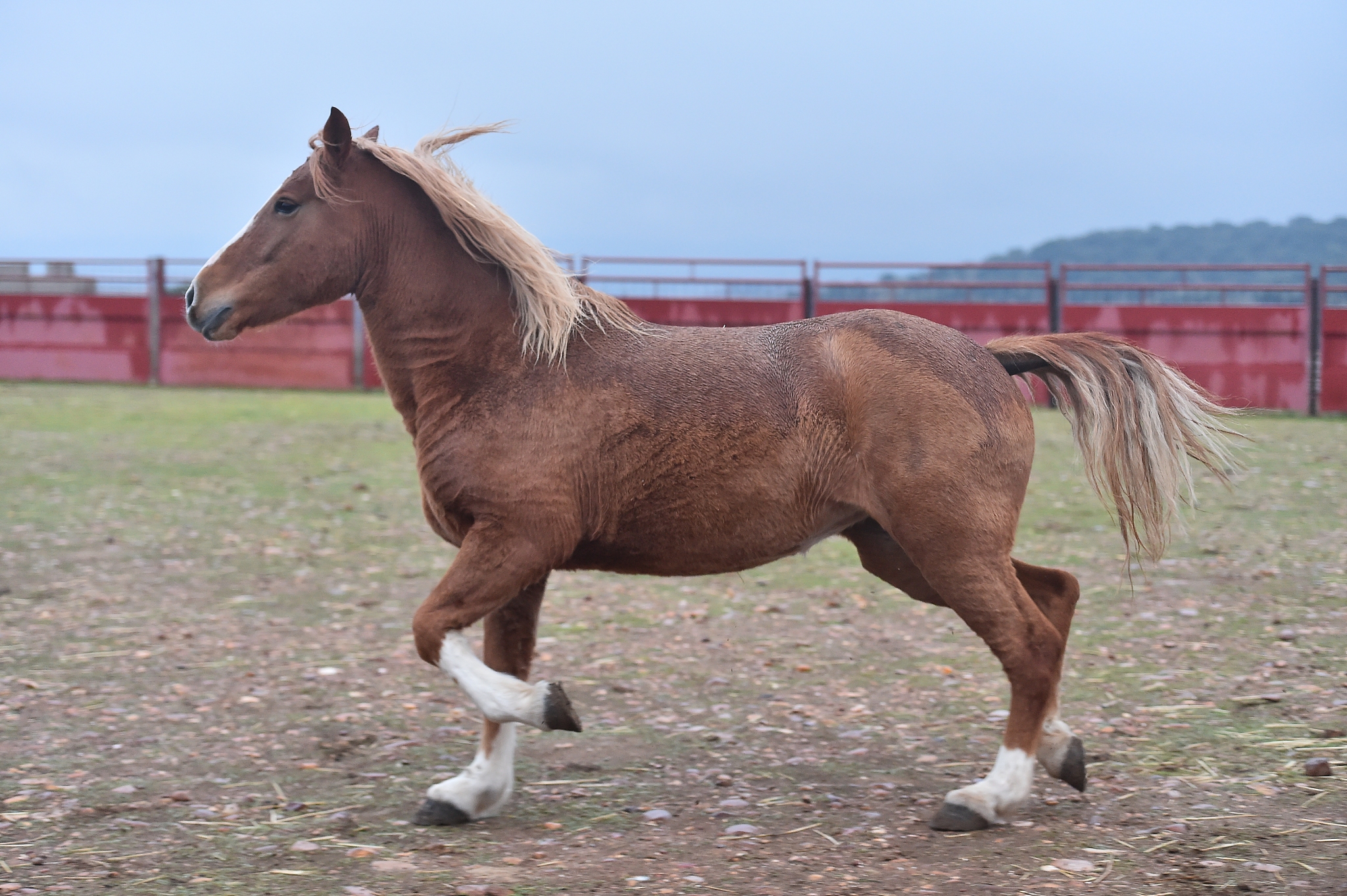 horse