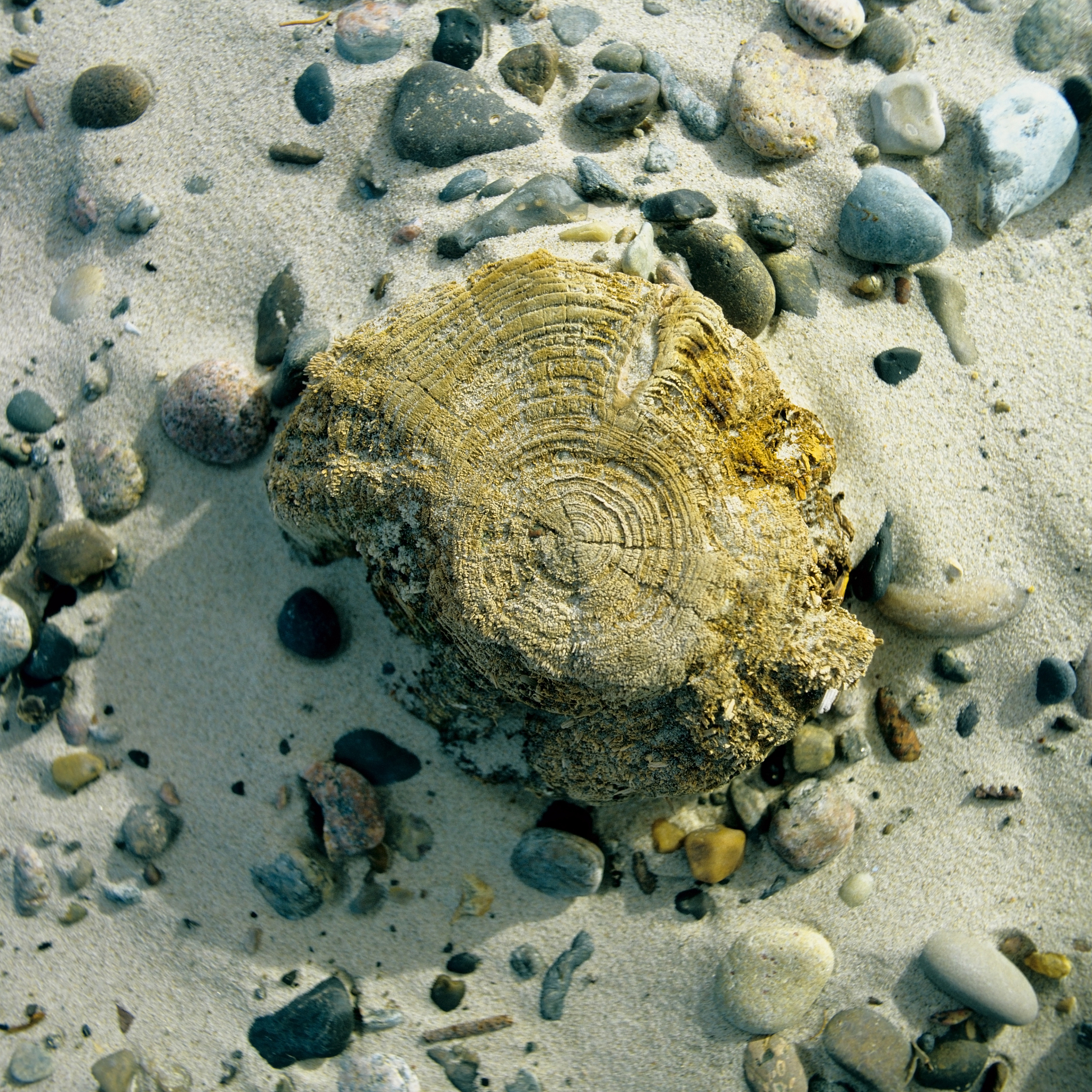 1平方厘米有多小？微观世界里的奇妙事物