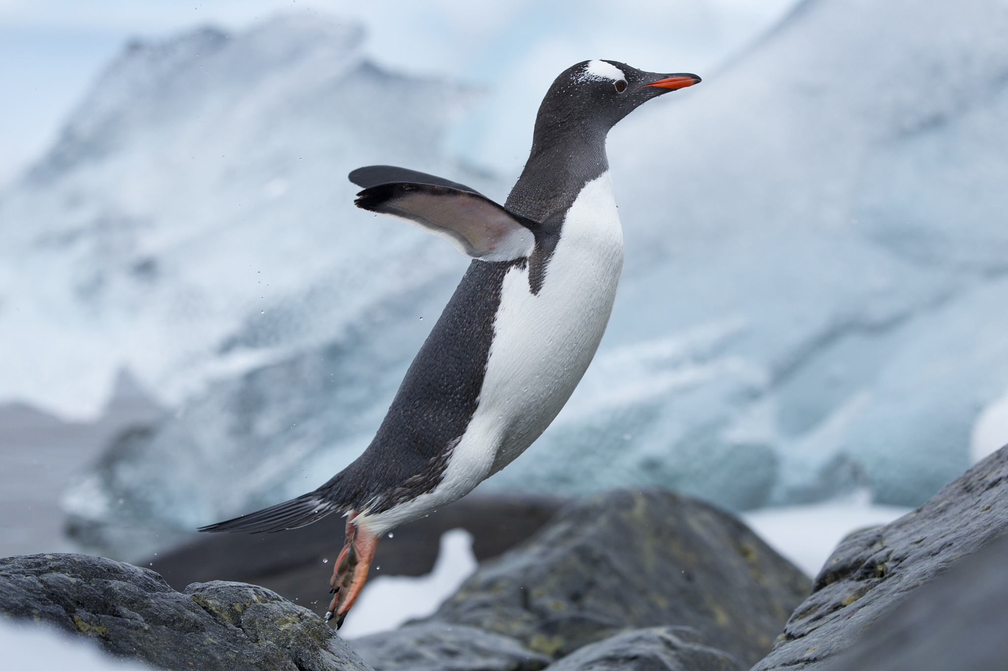 企鹅为什么有翅膀却不会飞？
