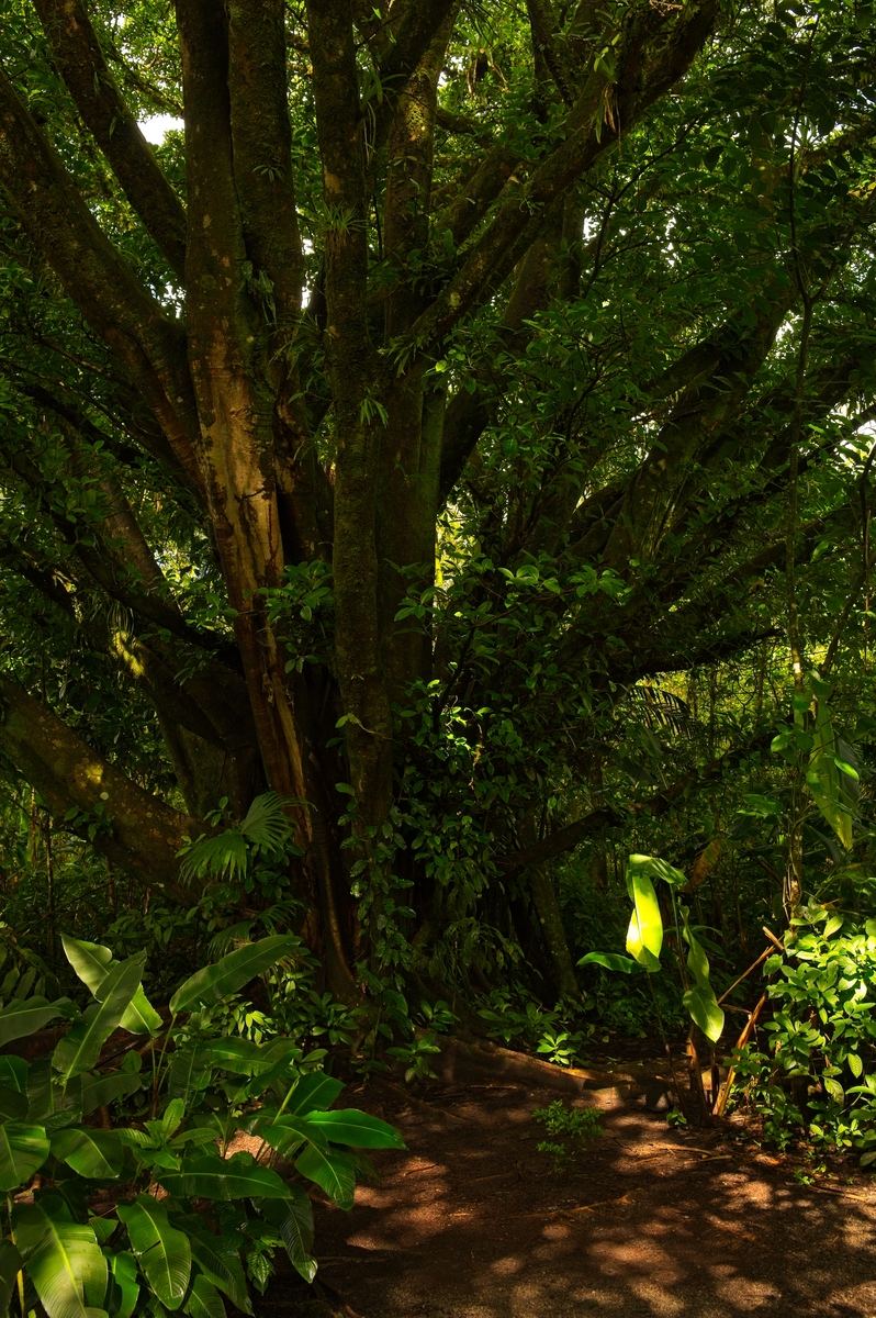 JOURNAL OF FORESTRY RESEARCH期刊研究范围及方向