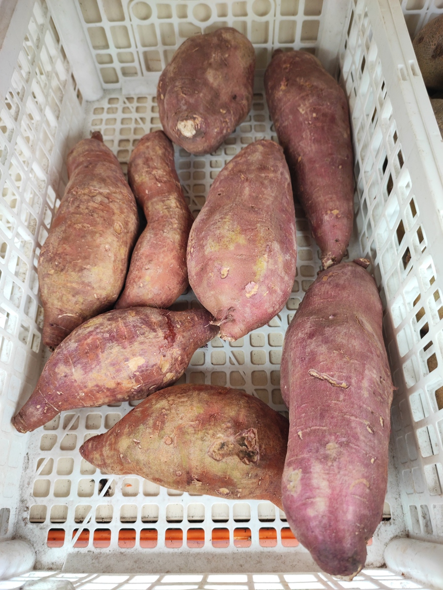 雪莲果怎么预防变黑的方法