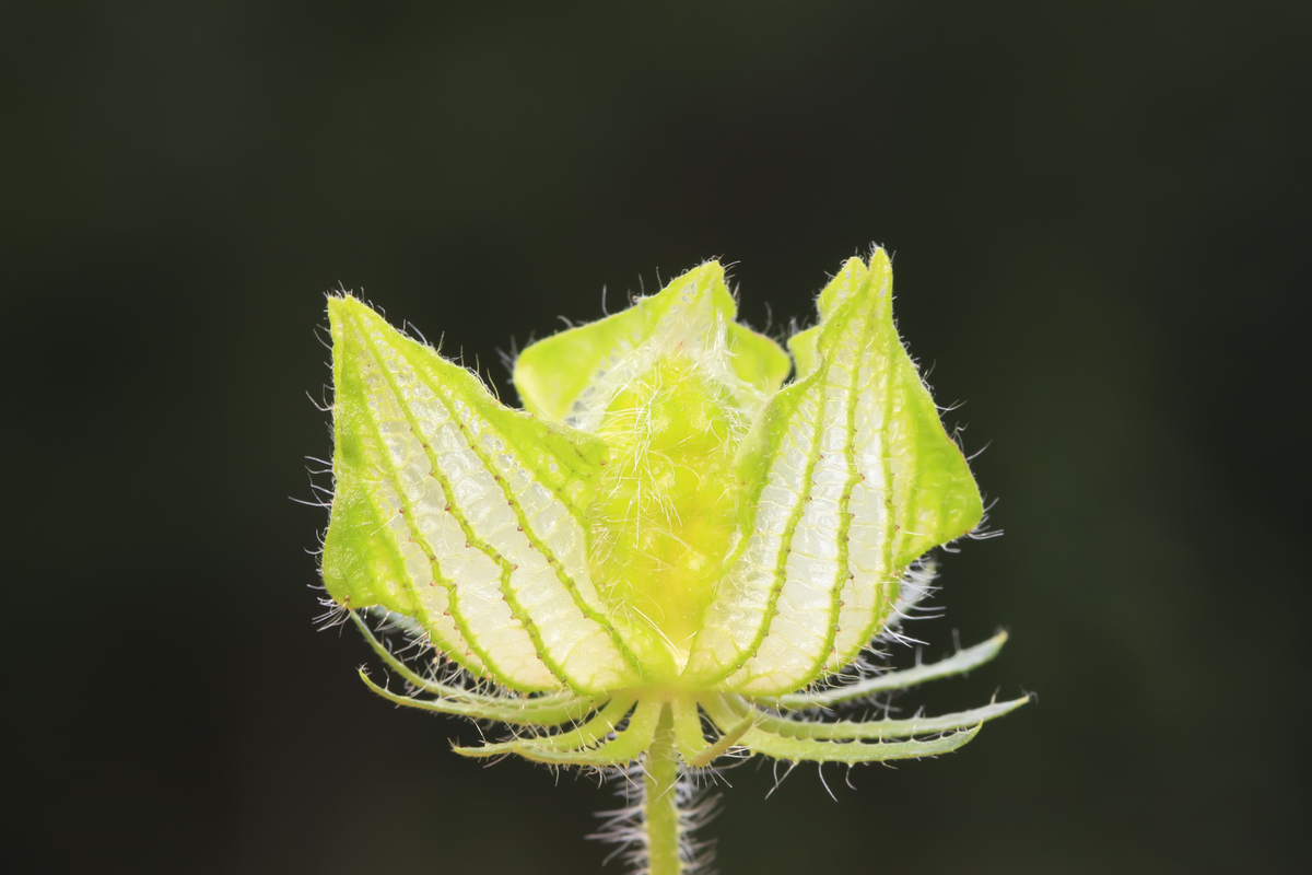 嗓子疼 咳嗽 耳朵痒疼