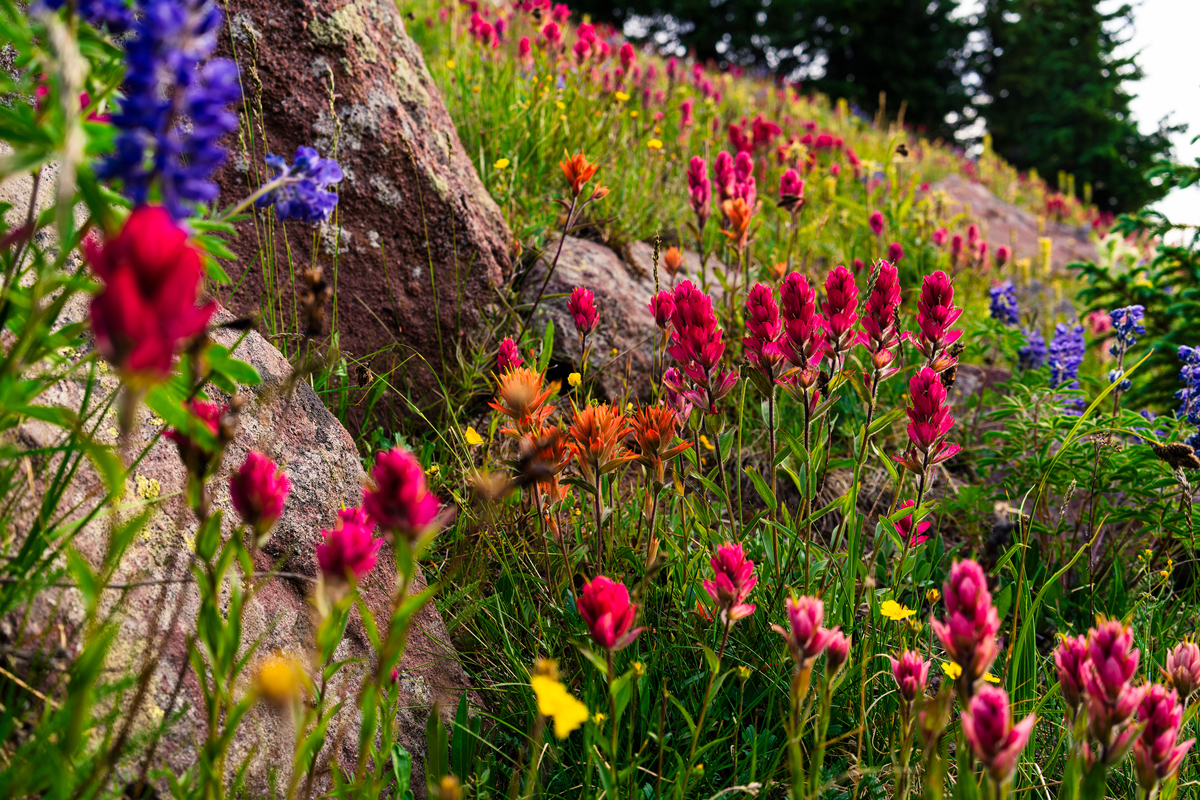 Immerse Yourself in a Vibrant Sea of Flowers