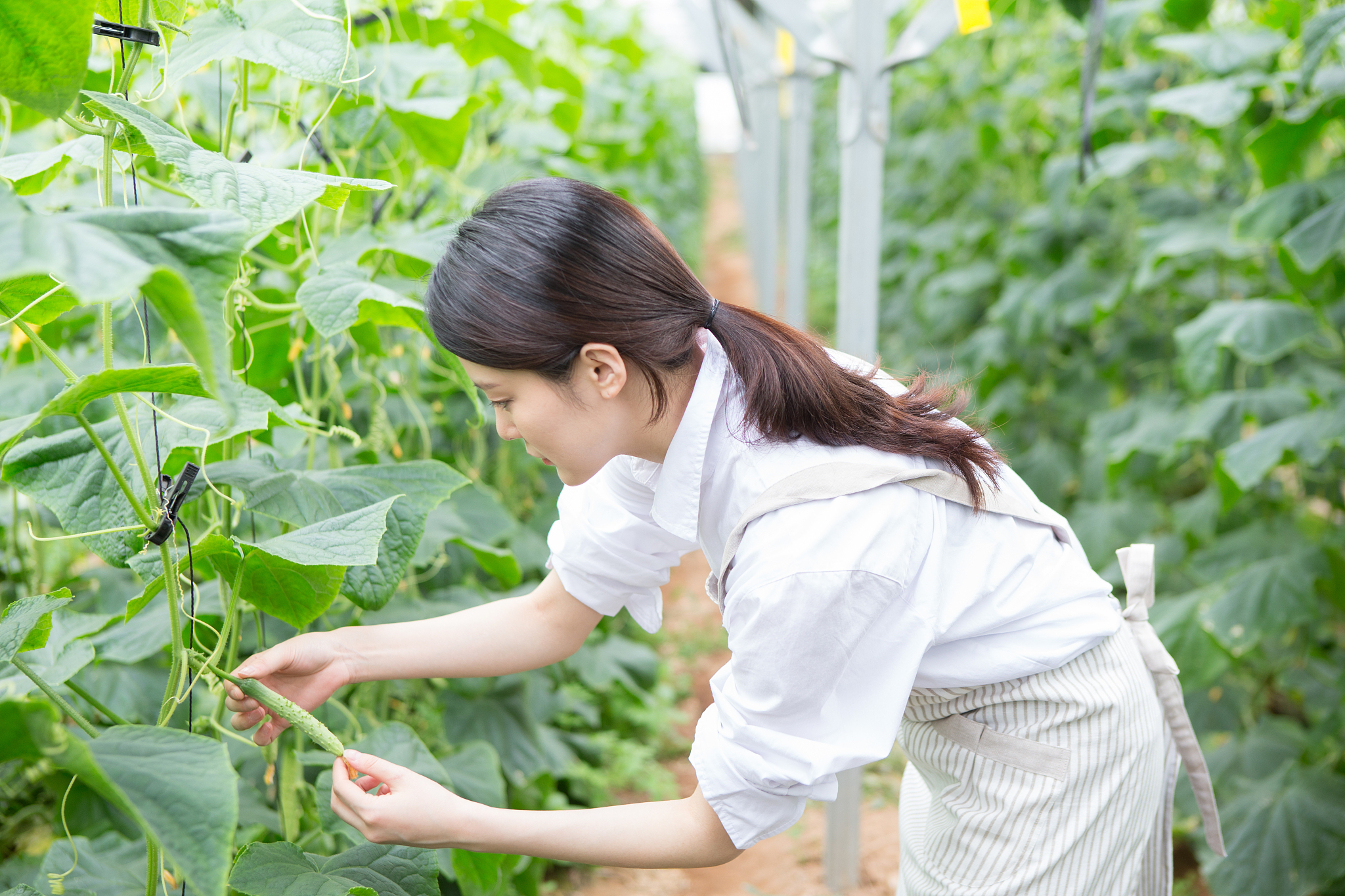 云南农业职业技术学校2019年五年一贯制大专重点专业