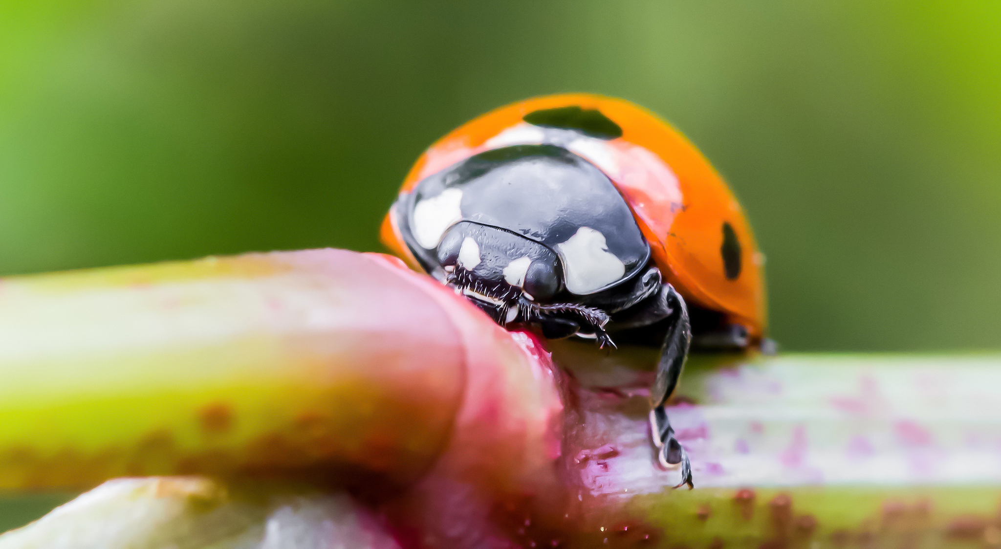 a little ladybug on a plant