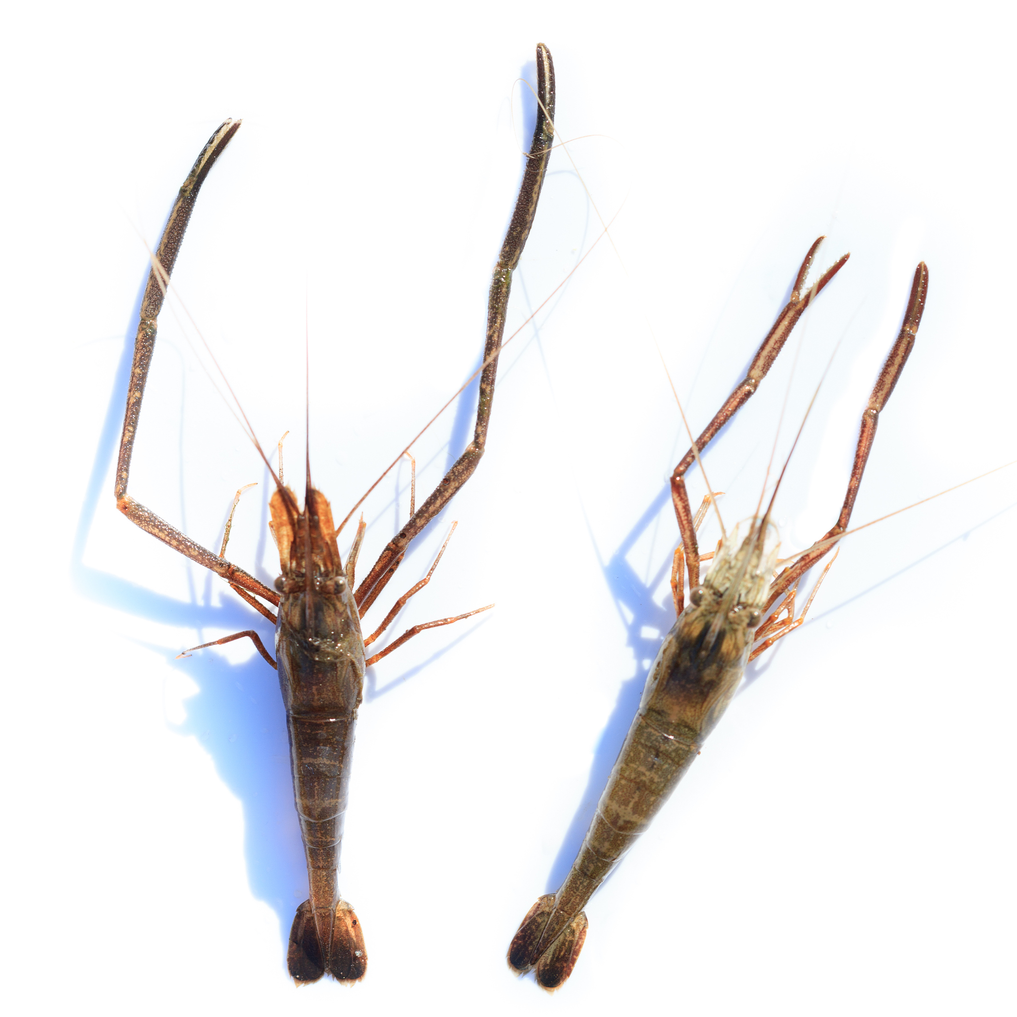 macrobrachium nipponense, shrimp. introduced species