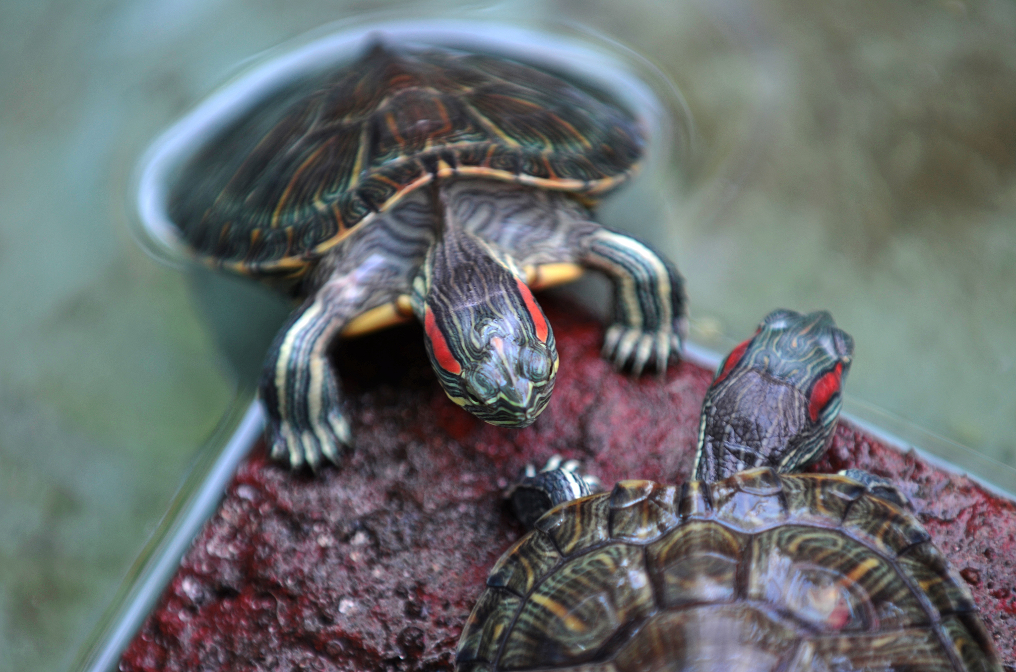 turtles