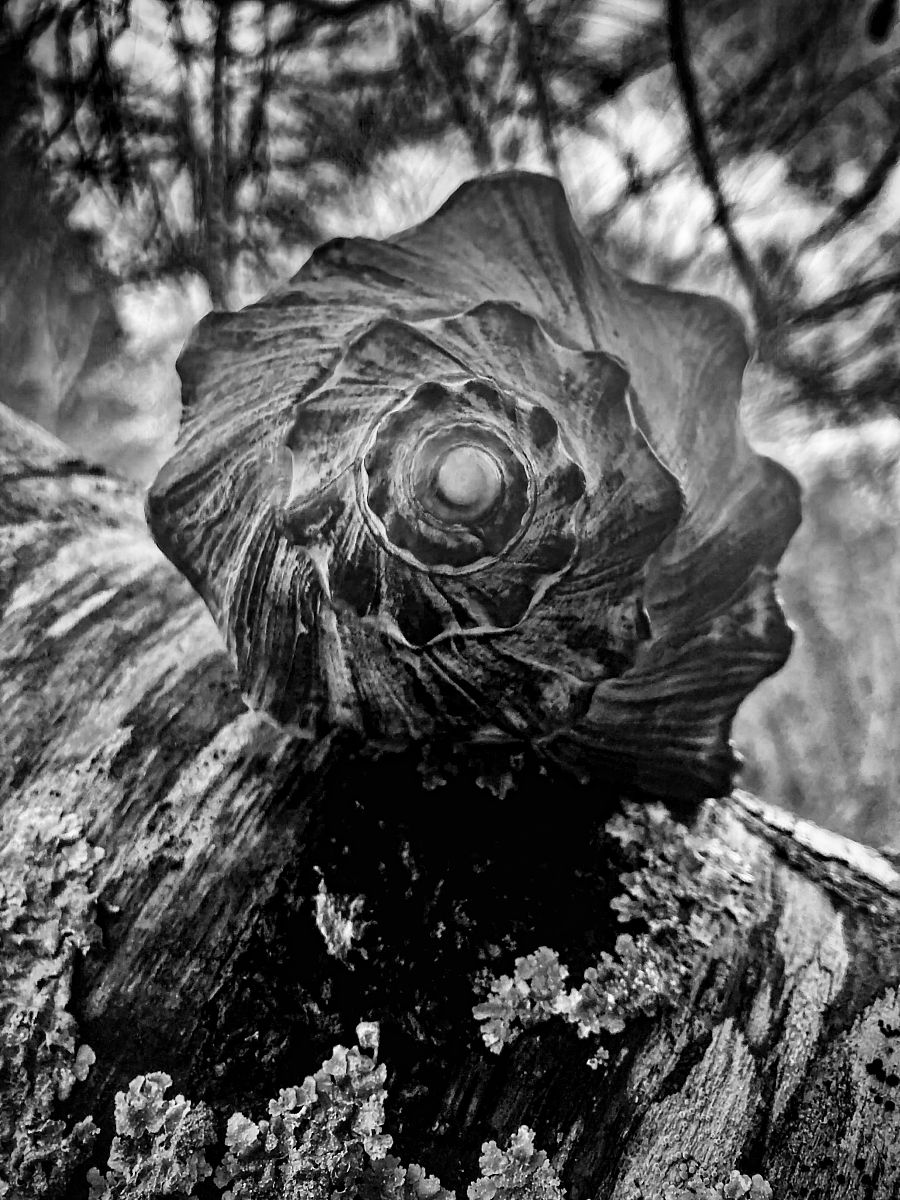 对死亡的见解：生命、永恒和个人意义