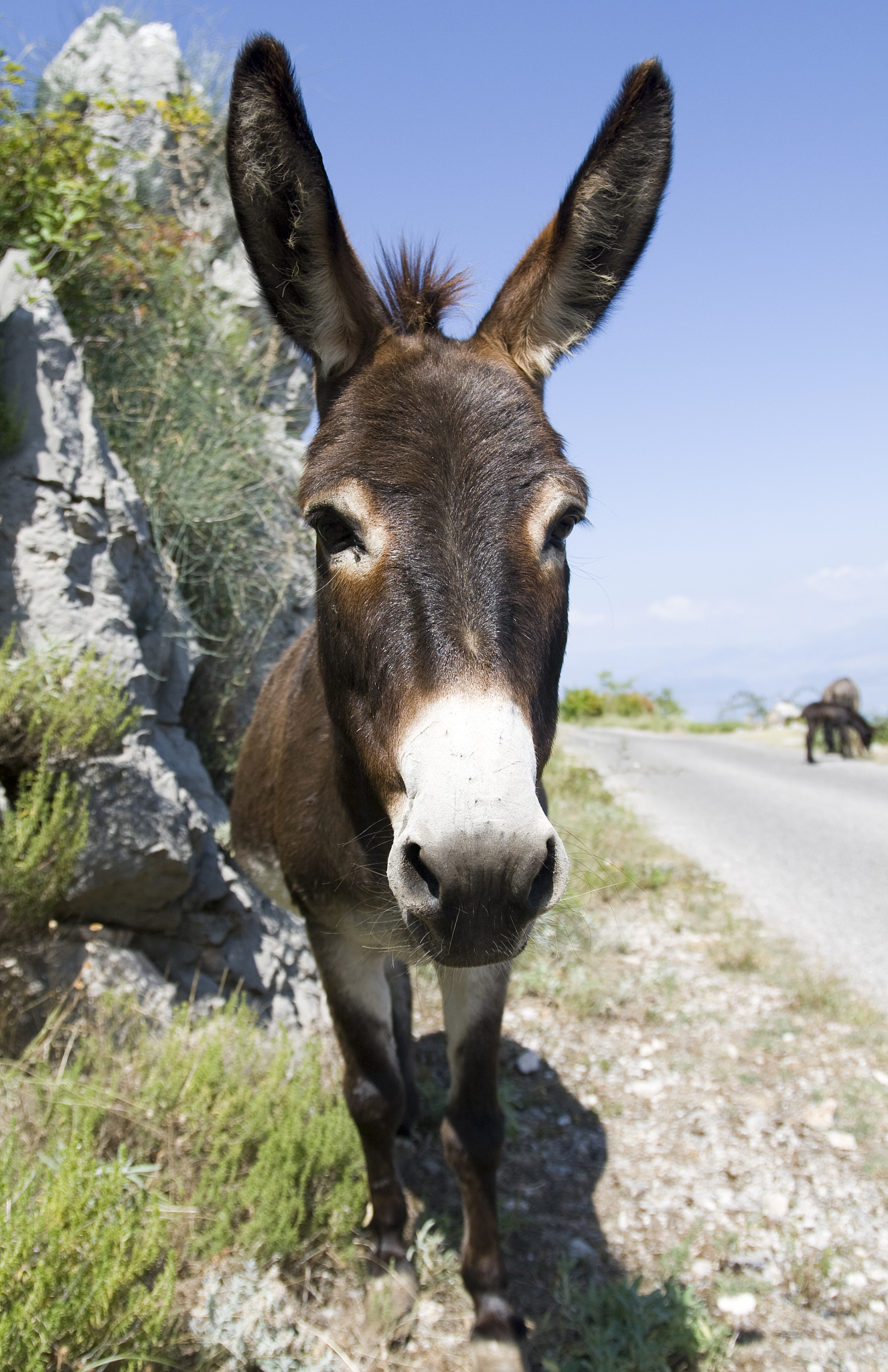donkey face