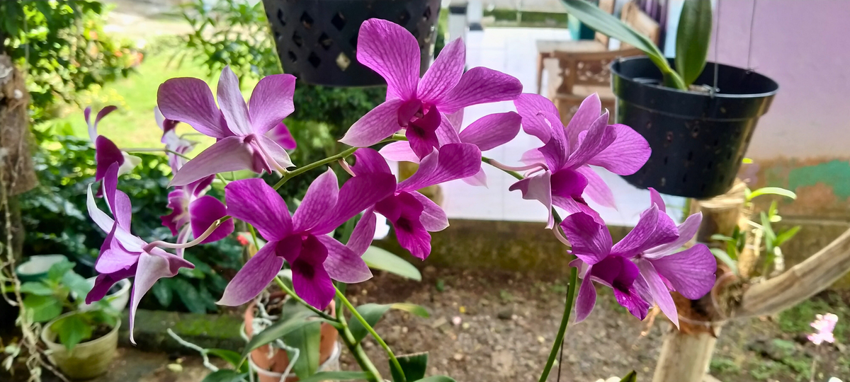 紫色的石斛兰花朵在热带花园中绽放