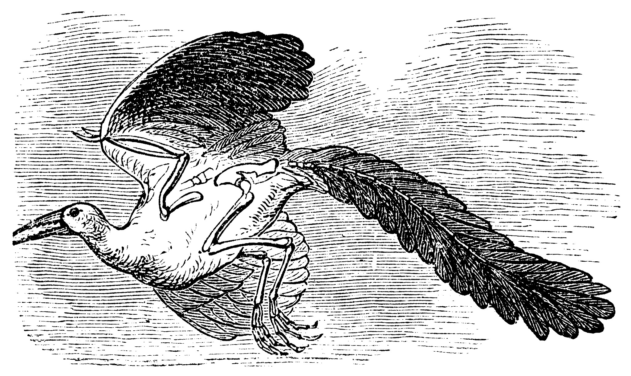 鸟类起源：地栖说和树栖说的争论