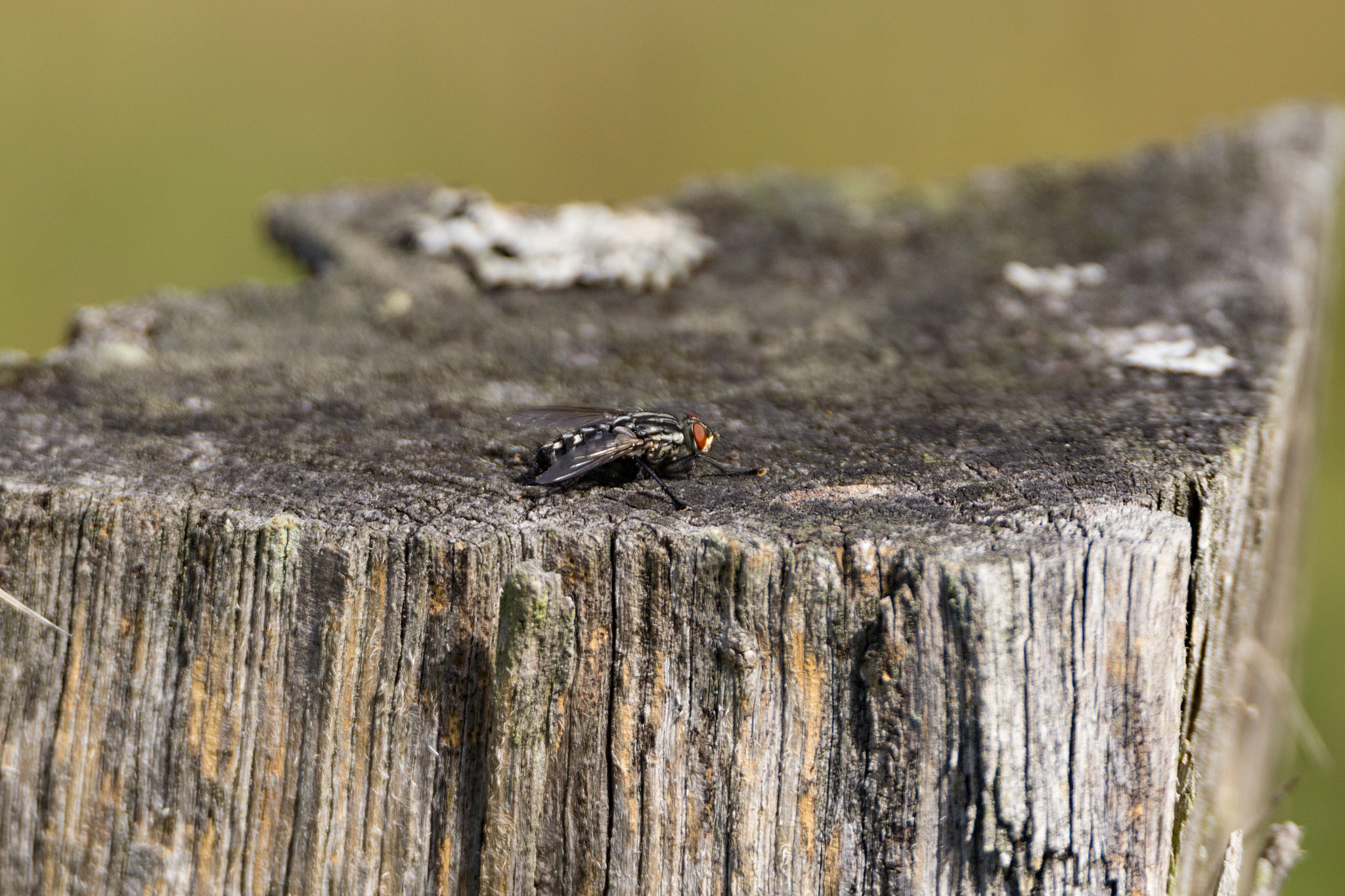 fly