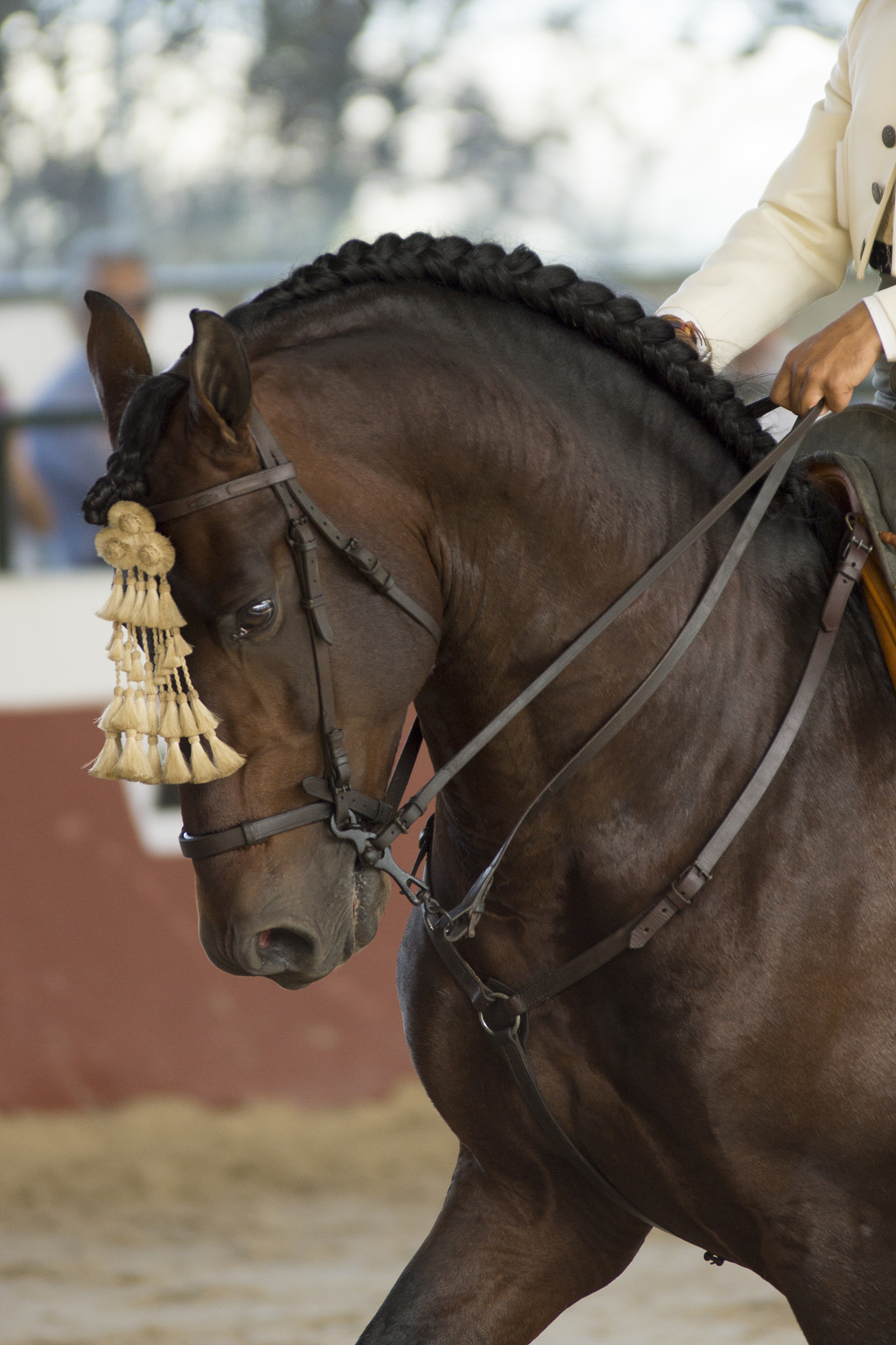face portrait of a brown spanish horse