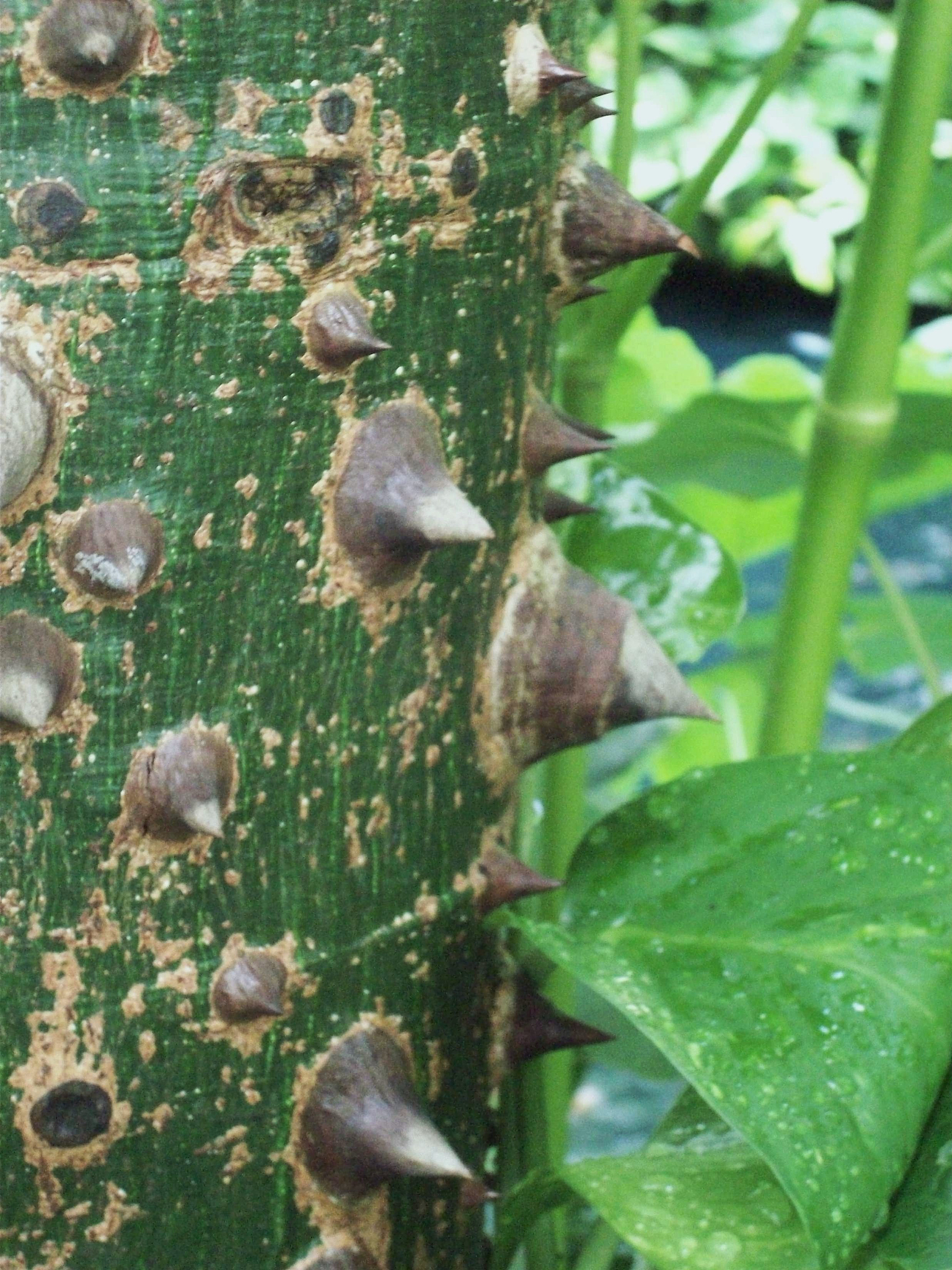 梨小食心虫综合防治措施：有效控制虫害，提升果树产量