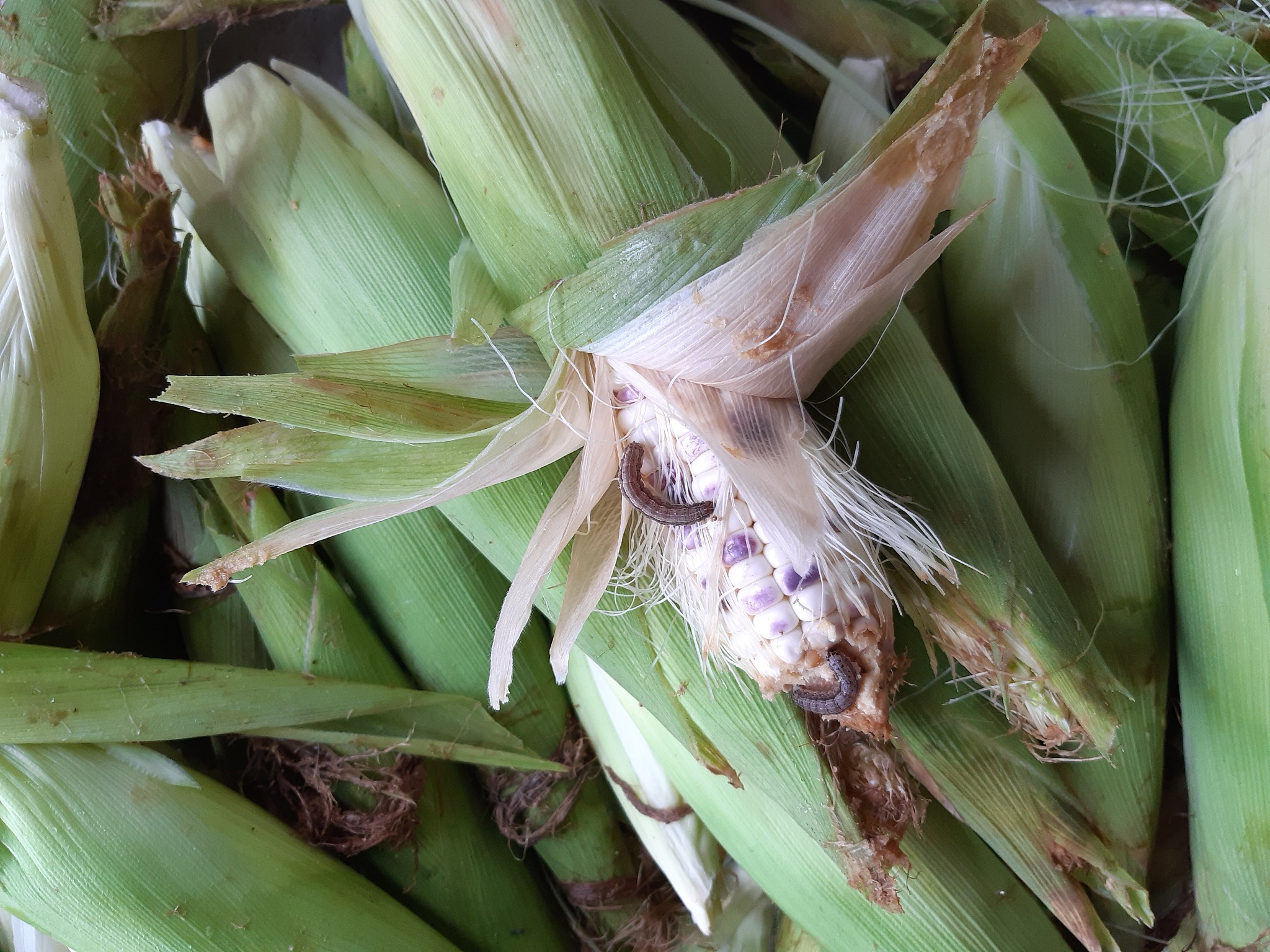 corn worms eat farmers' produce.
