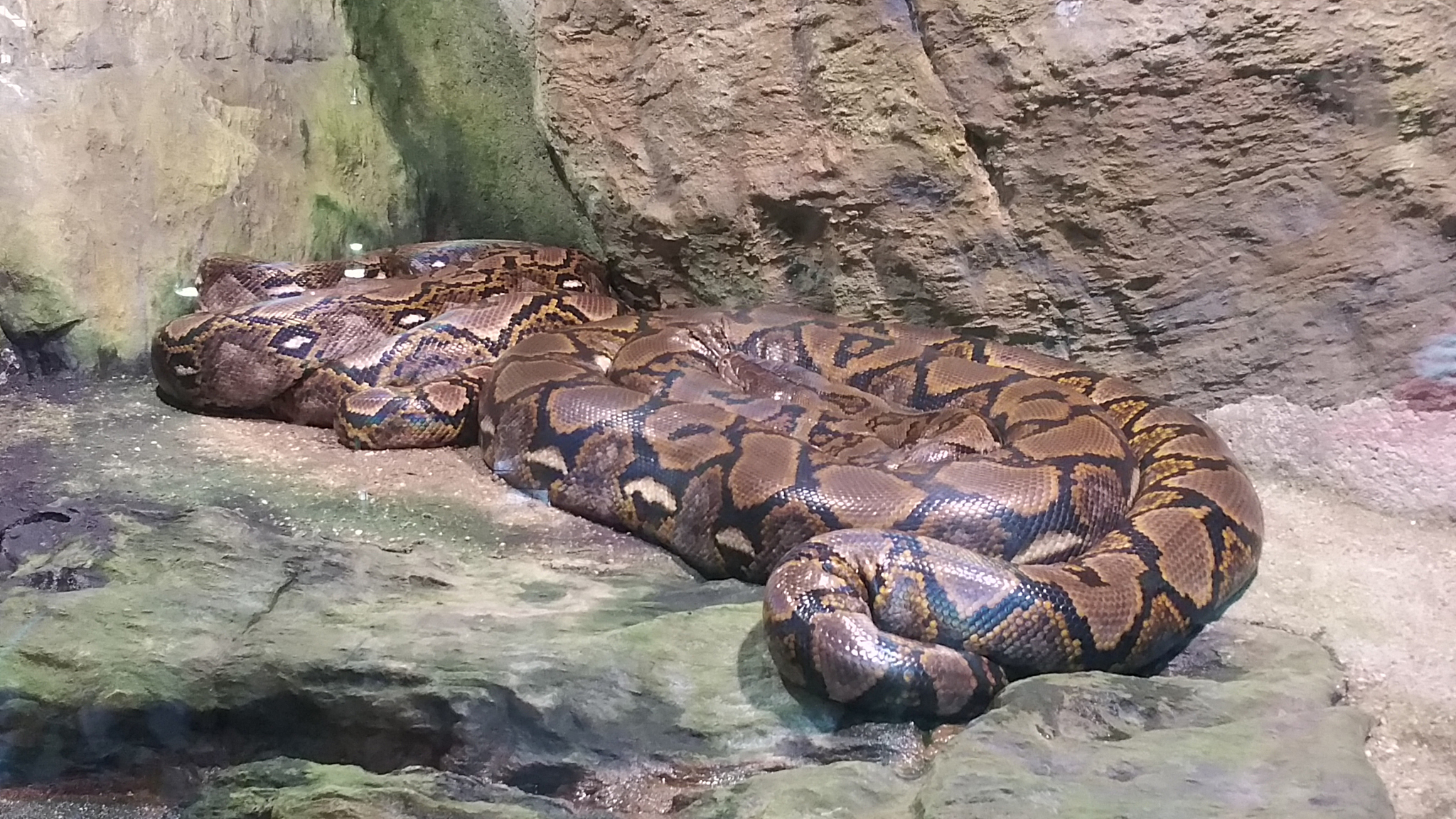 Python编程项目推荐书籍：从入门到实战