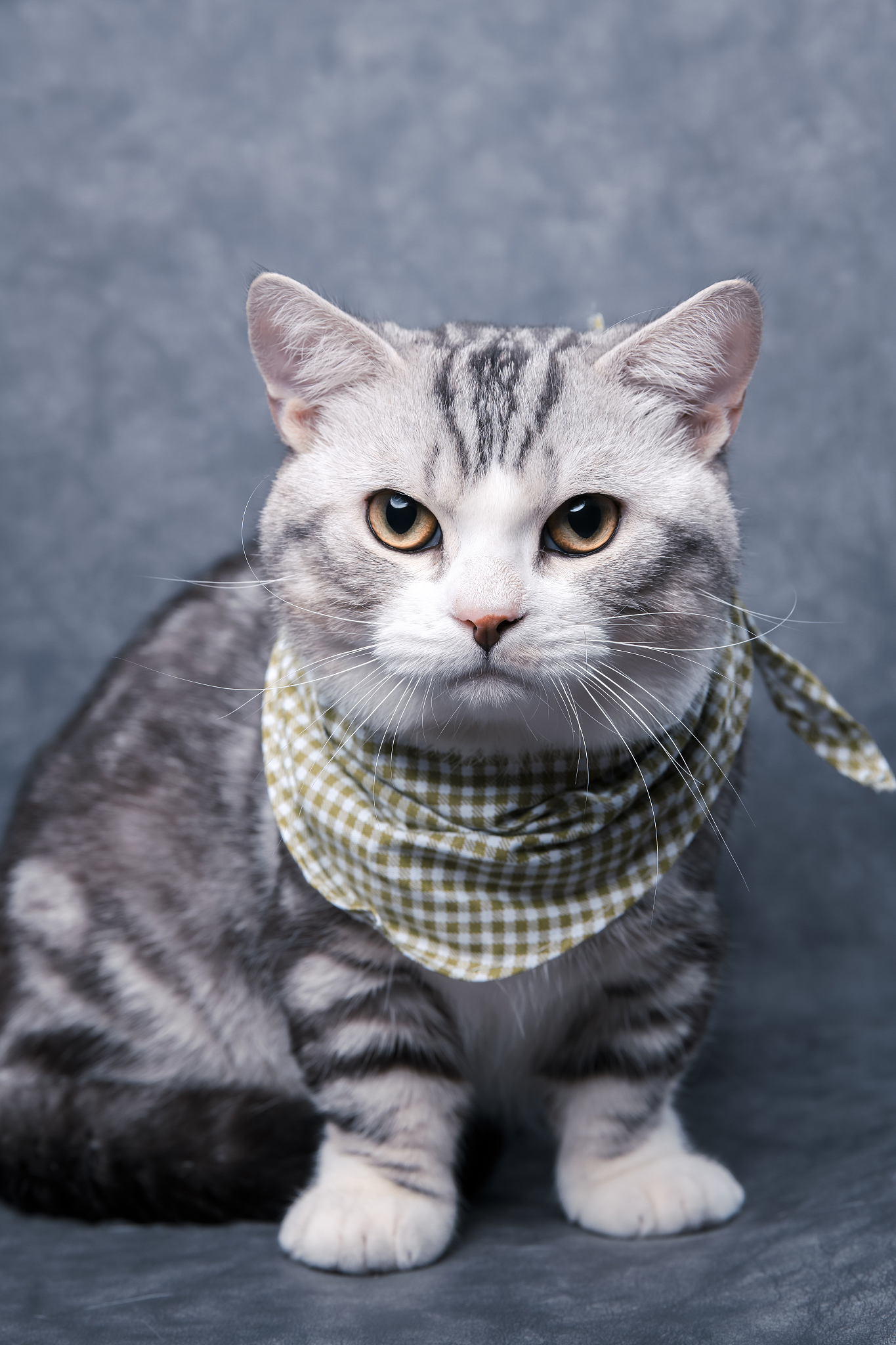 矮脚猫：短腿猫咪的魅力与特点