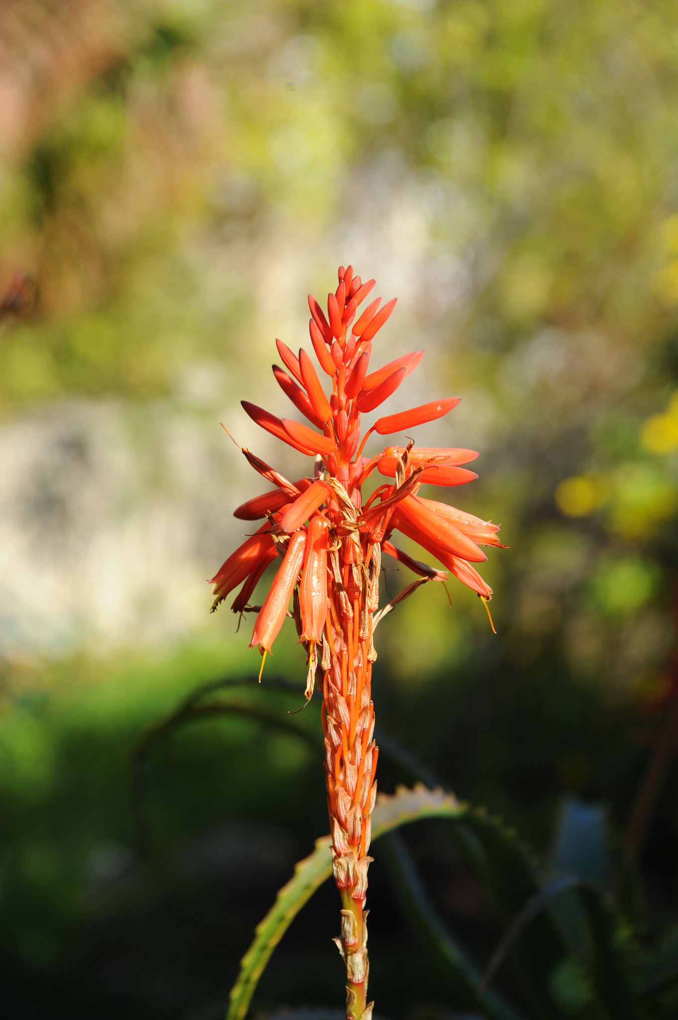 aloe in blüte, rot, spanien
