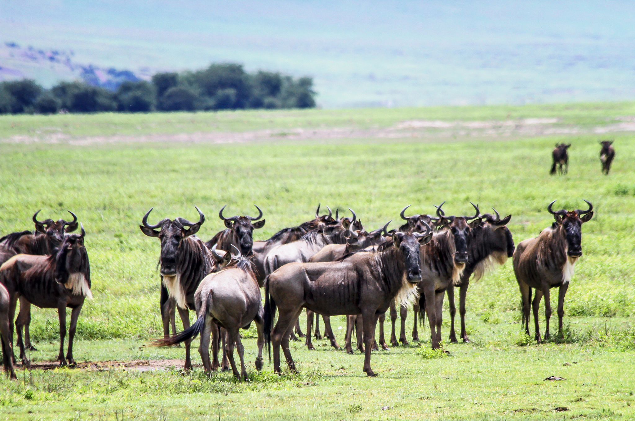 a herd of wildebeest standing still