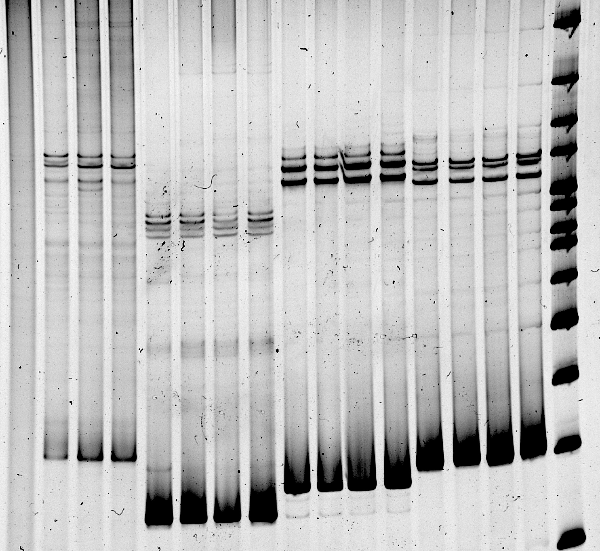 组织切片脱水、透明及封片方案