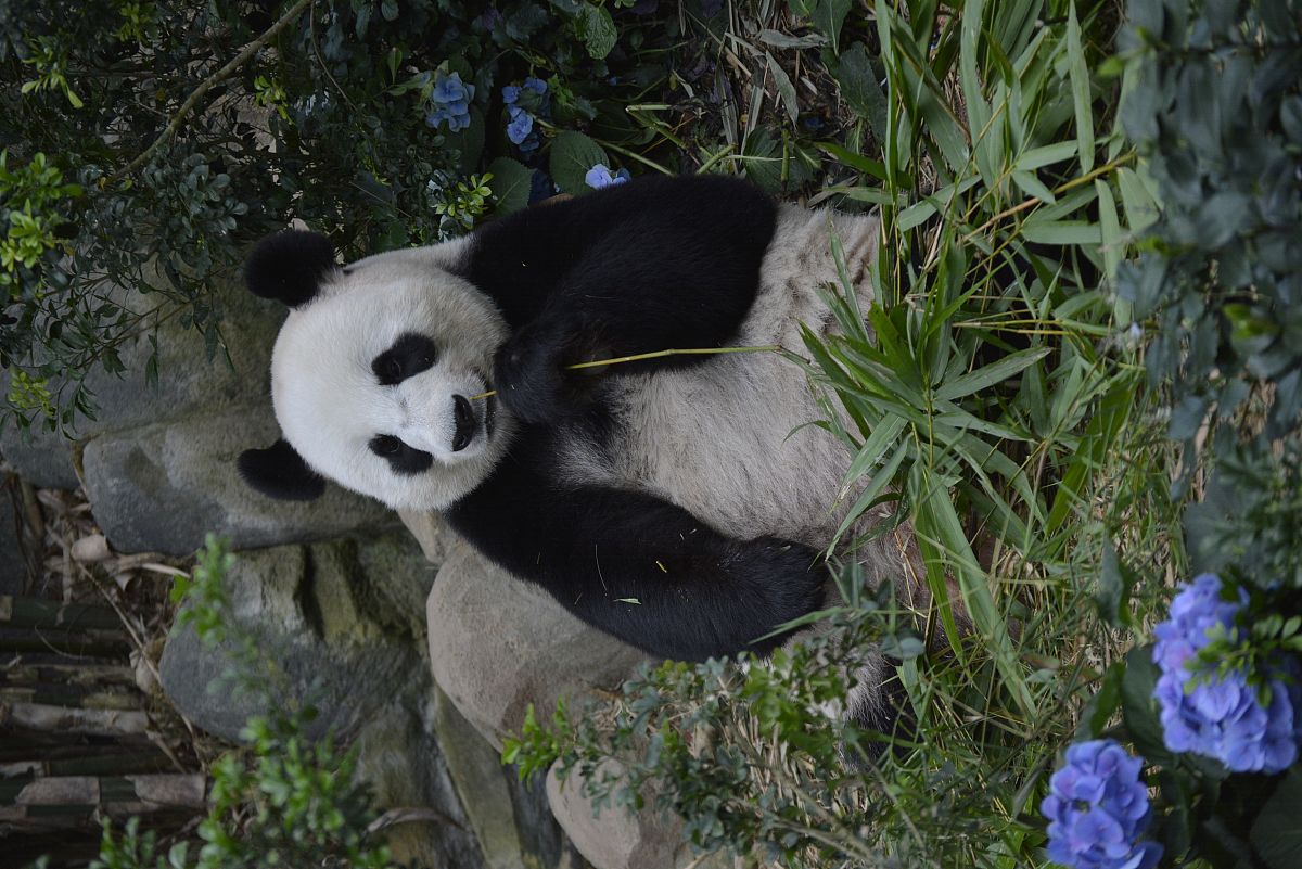 写20条简短的微博体评论：大熊猫公主融融均已去世