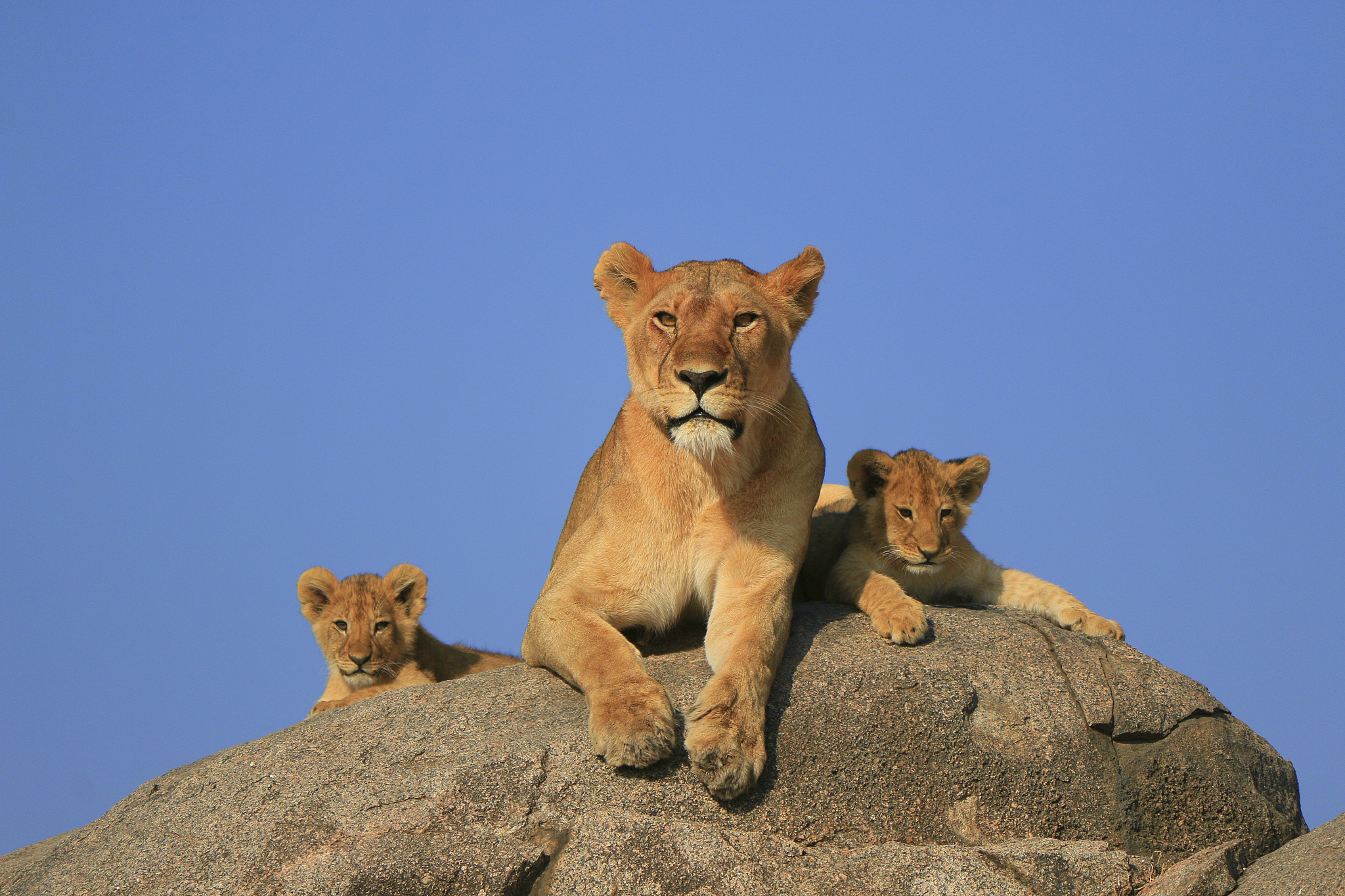 成都幼师学校幼师专业的优势如何