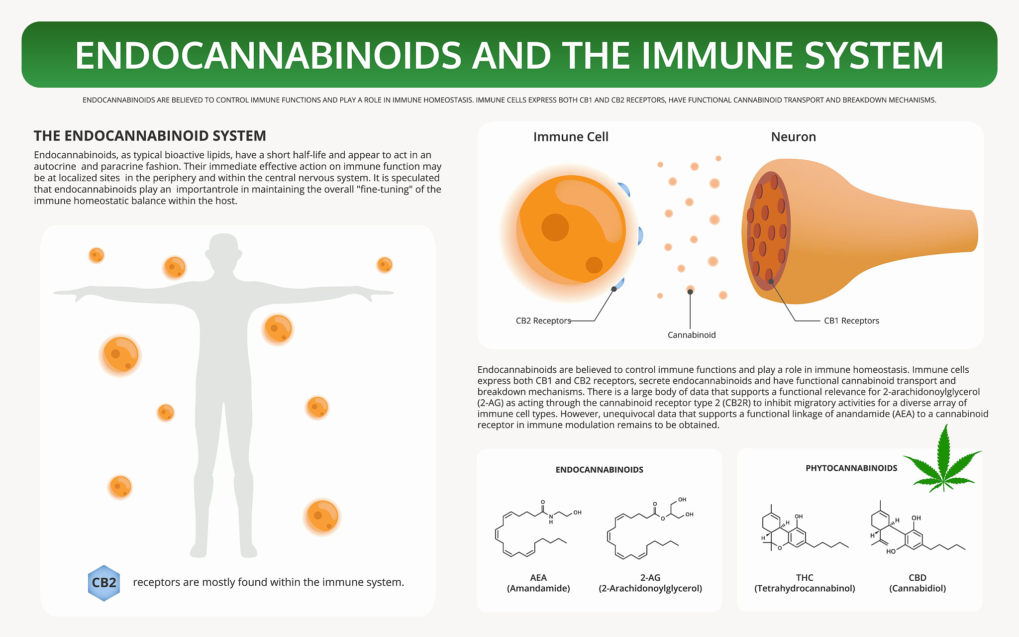 表达式中的最基本单元英文名称