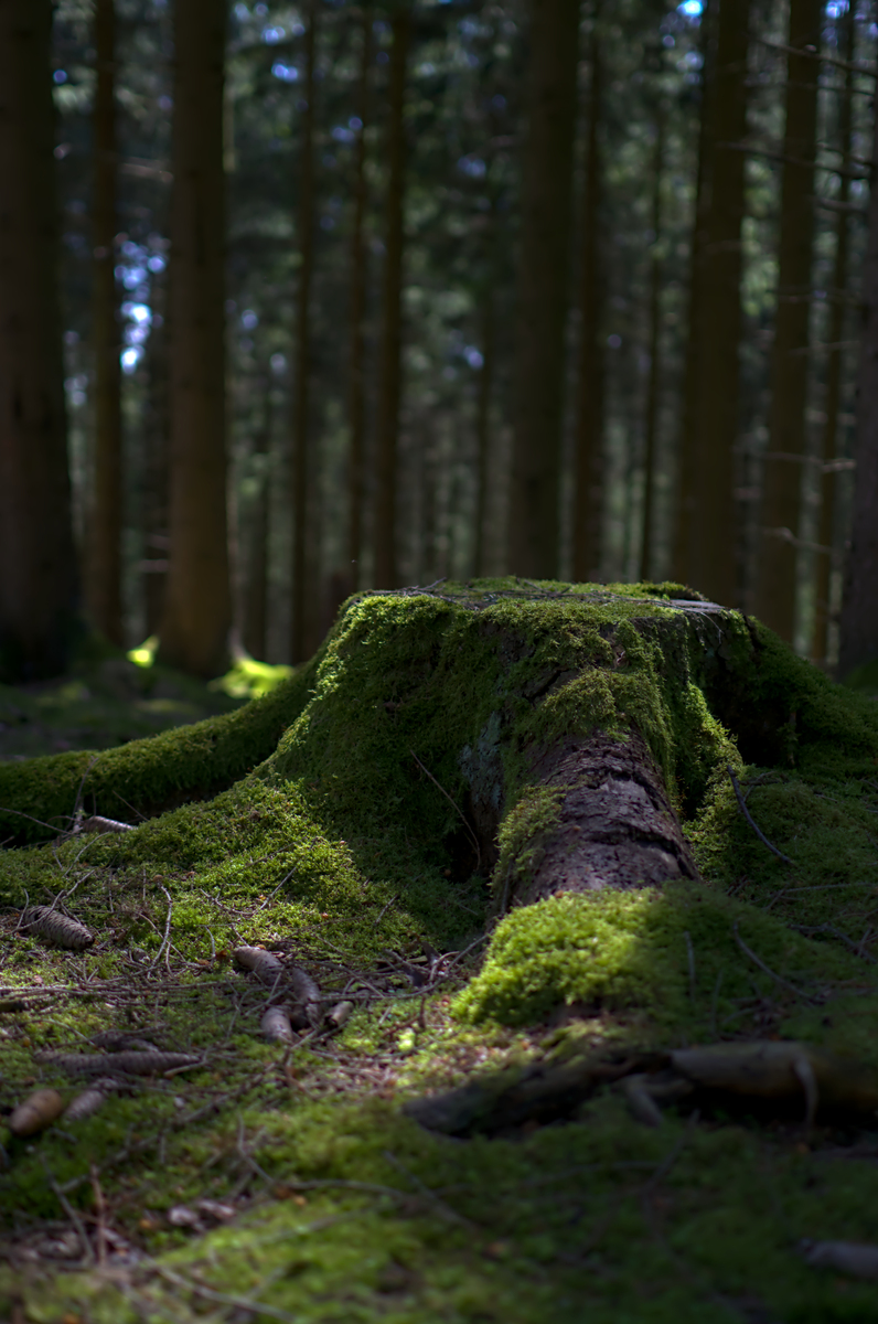 《Forests》期刊研究范围：涵盖森林科学各个领域