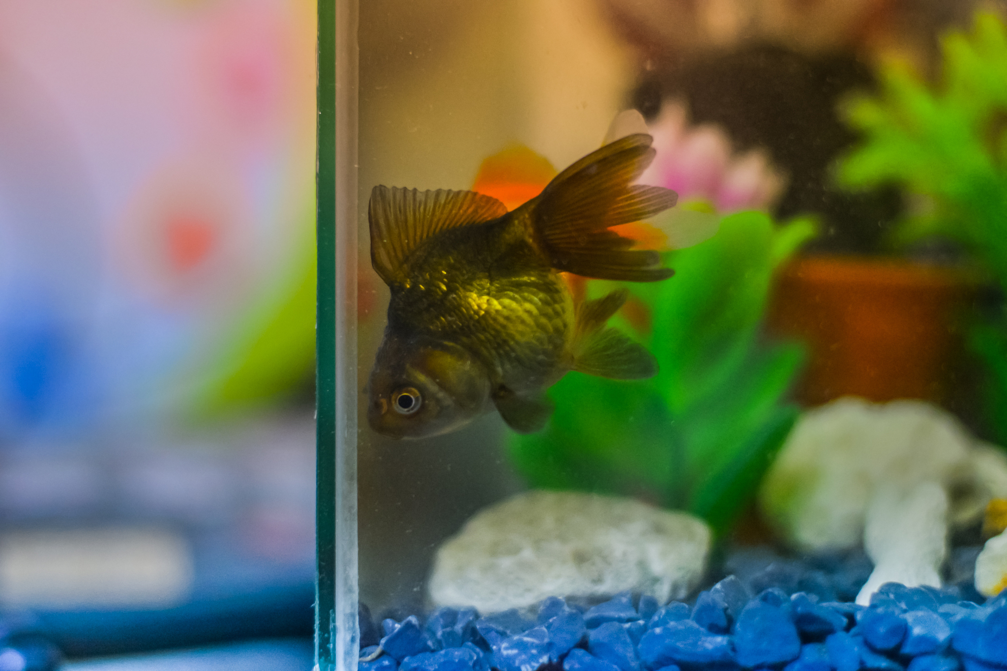 那种观赏鱼好养