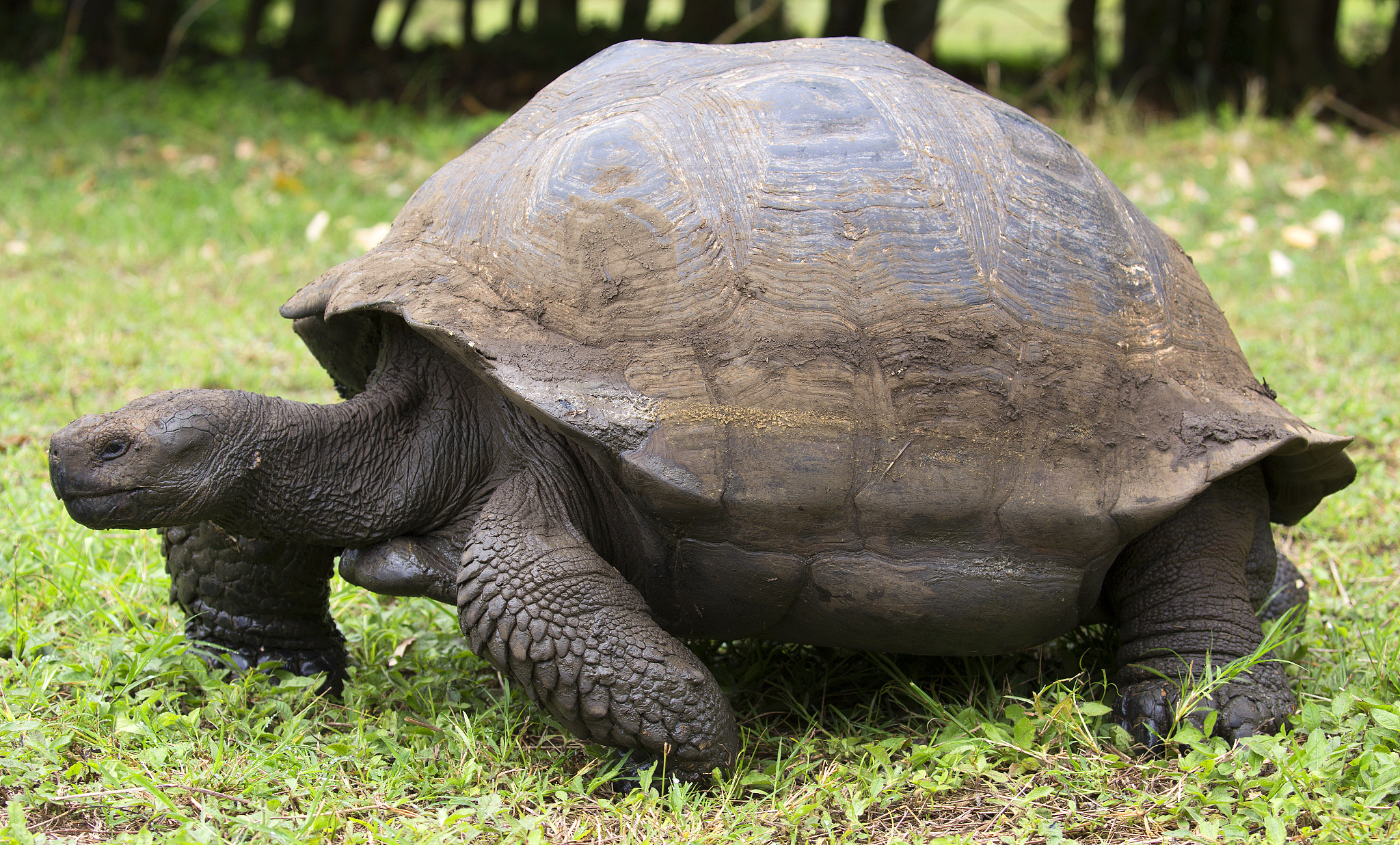 giant tortoise
