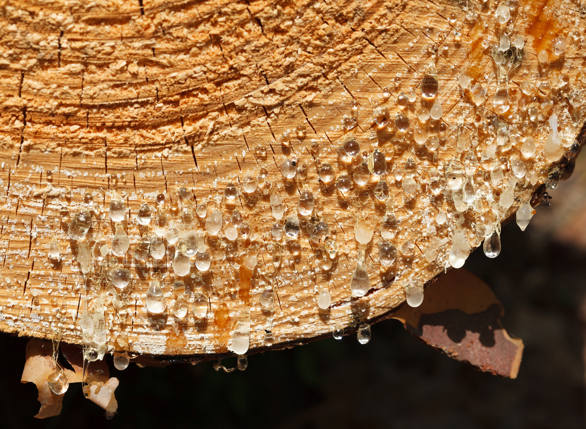 rosin drops on tree trunk