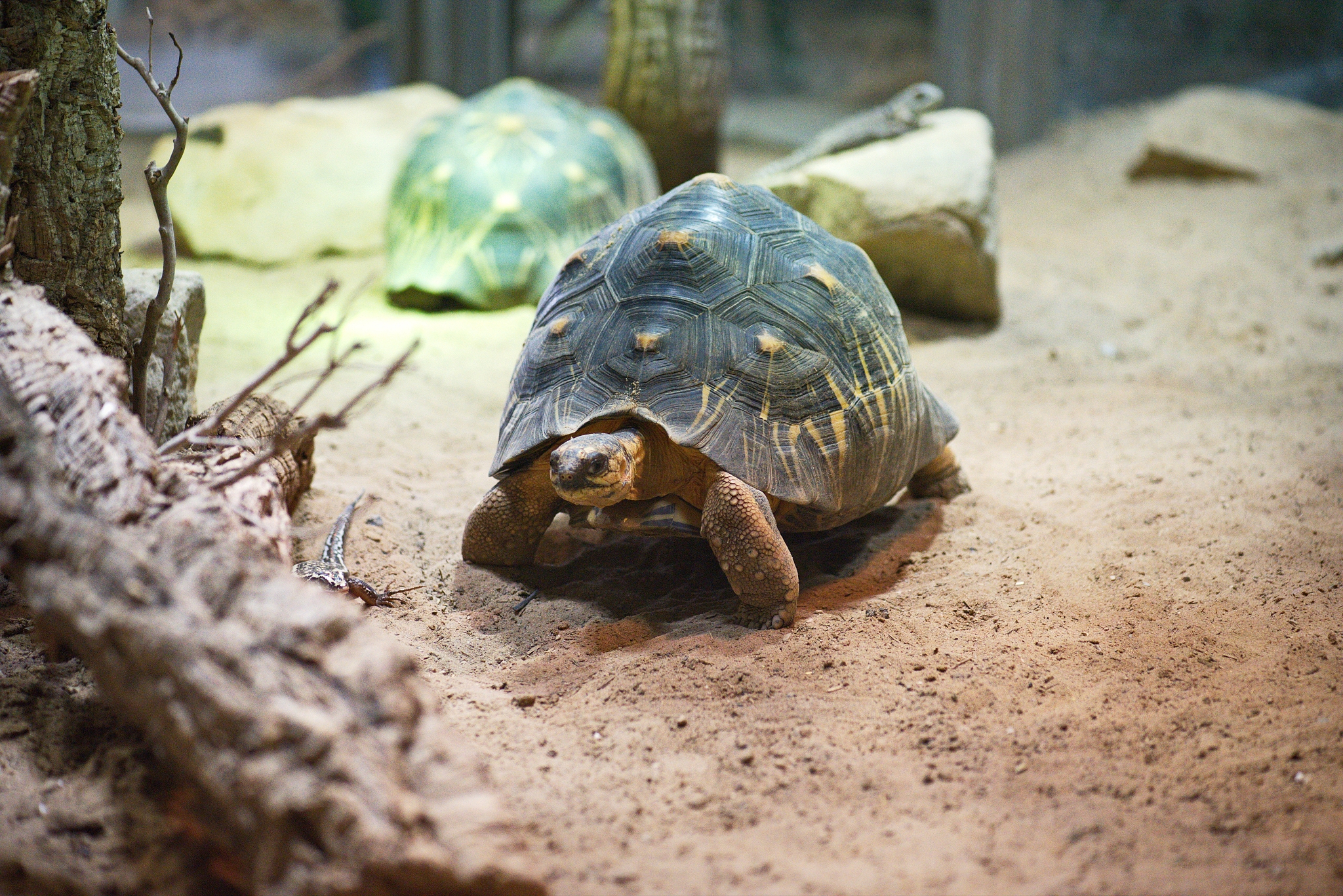 turtles