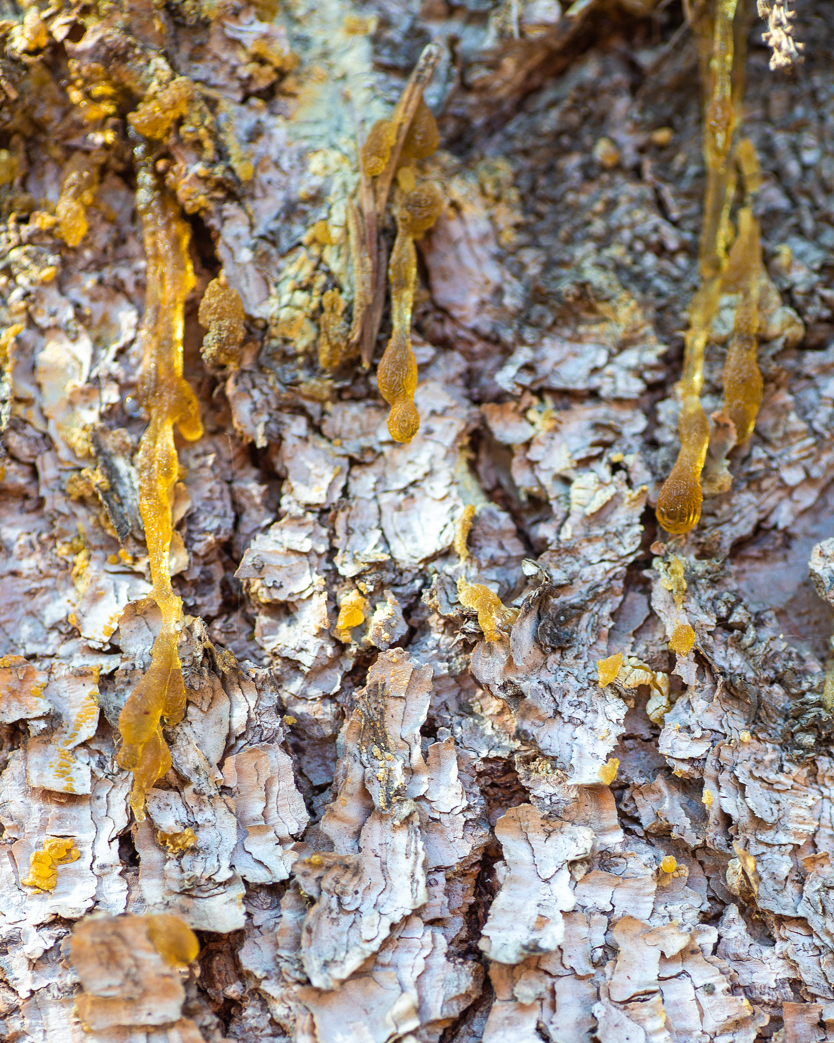 sap leaking out a pine tree