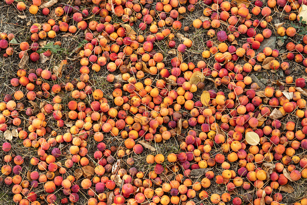 as plantas e frutas tem gênero Masculino e feminino