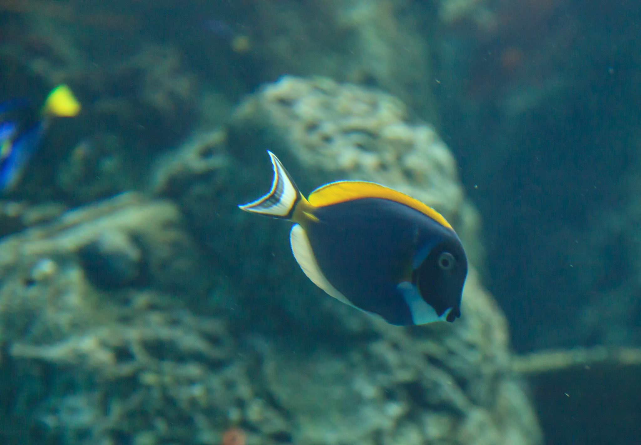 powder blue tang, acanthurus leucosternon