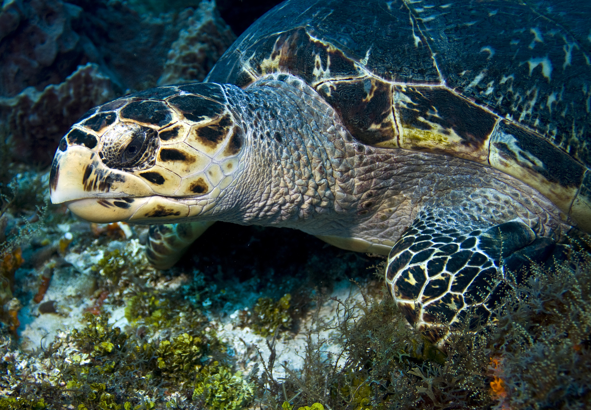 hawksbill turtle