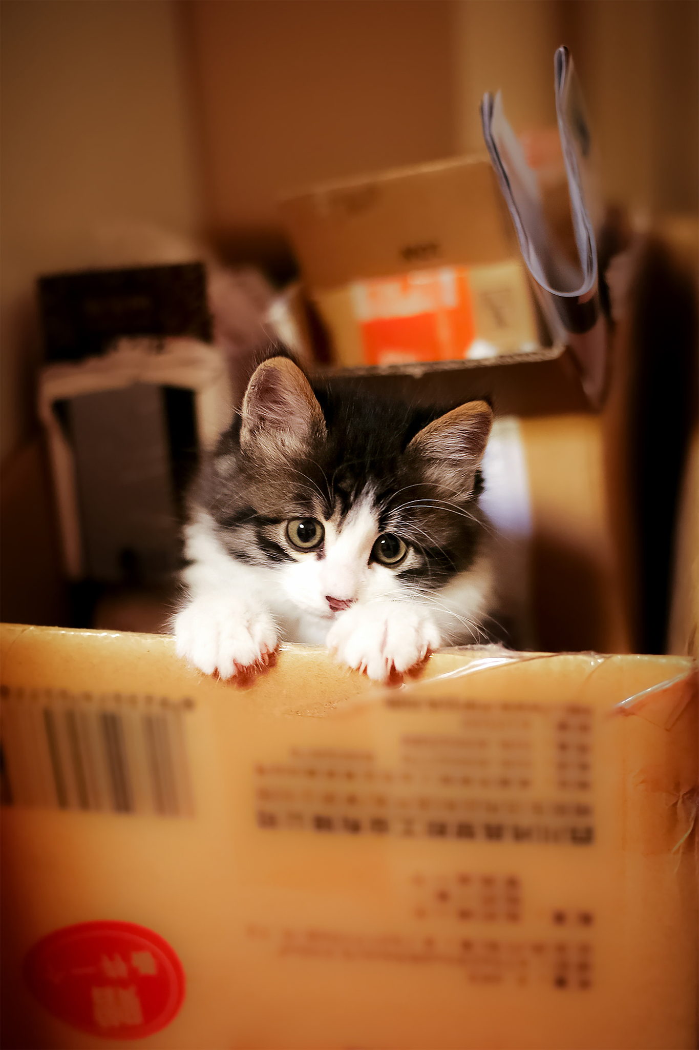 扮演一名猫咪主人的口吻写篇字数不少于800字怎样在选猫的时候看出猫的潜在性格？的文章要有和读者互动语句重新编写个标题